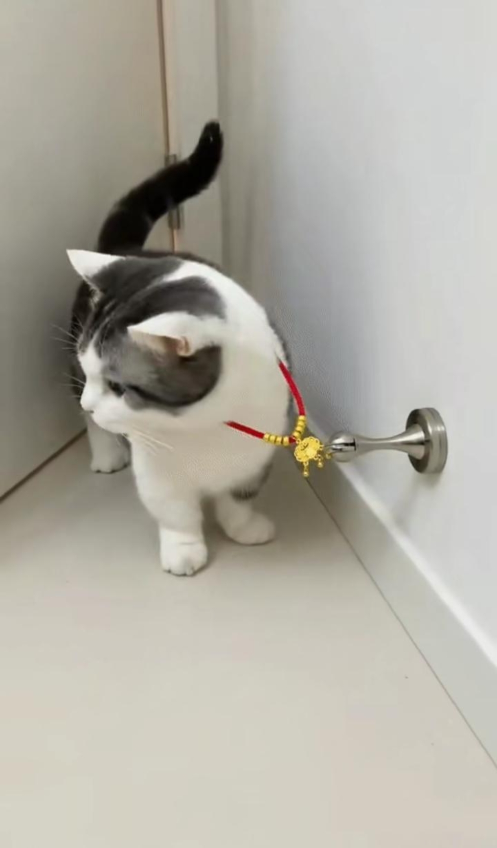 在网上看到一个猫咪的金锁,客服说是度金的,假一赔十的那种,就给猫咪