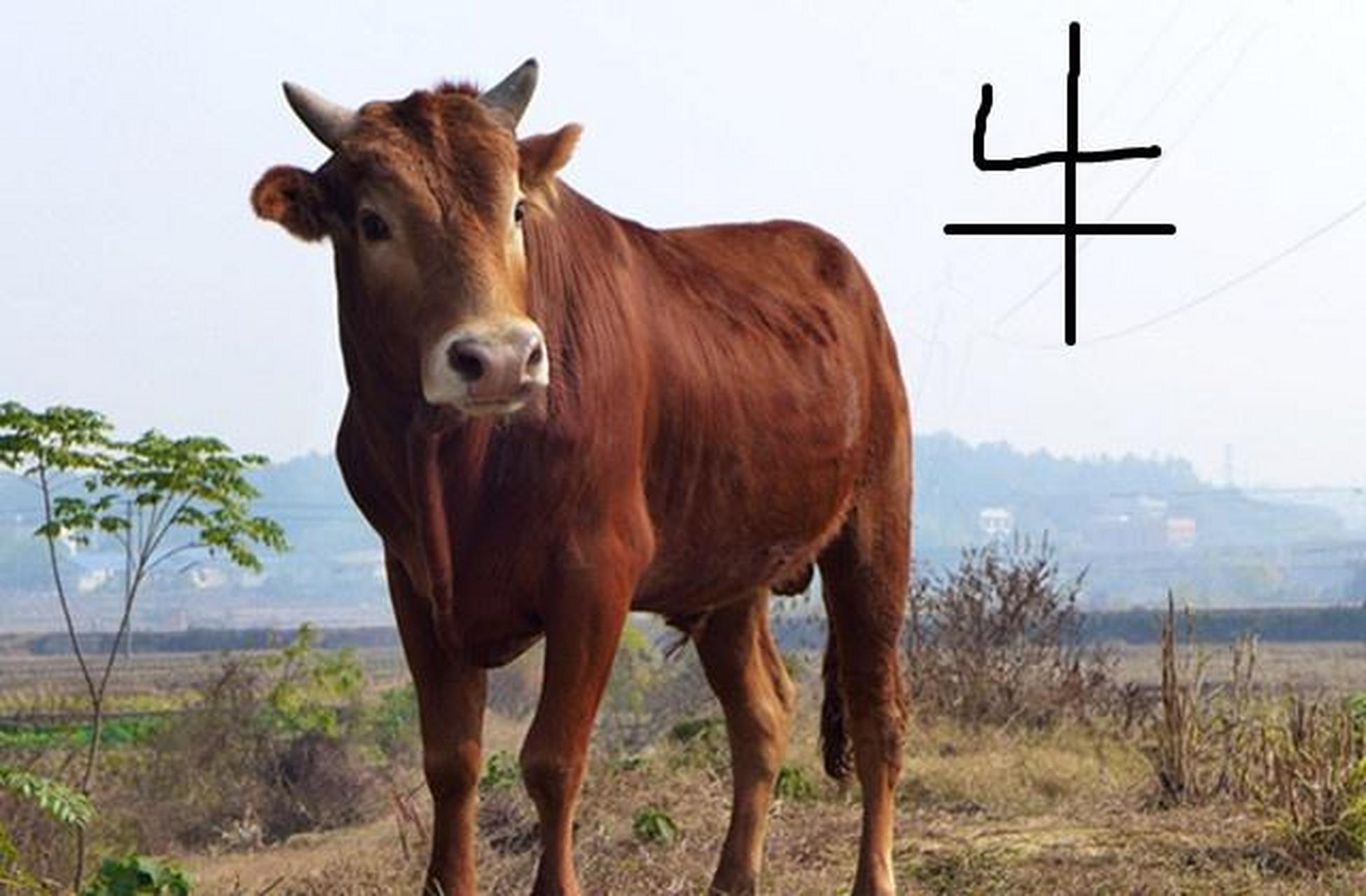 生肖牛 生肖属牛的人给人的印象是非常老实憨厚,确实如此,属牛人跟