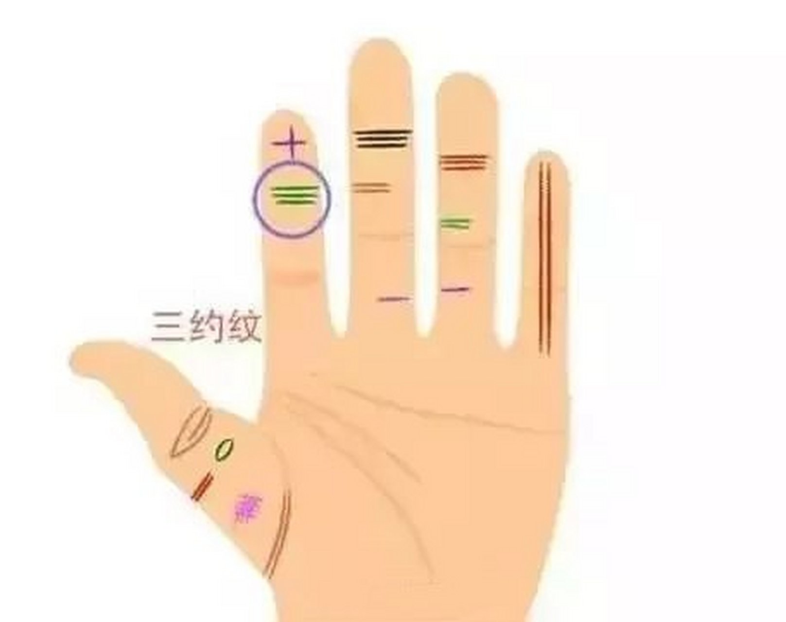 三豹纹  一般人在食指上面有一条横纹叫做指节纹,如果有三条指节纹的