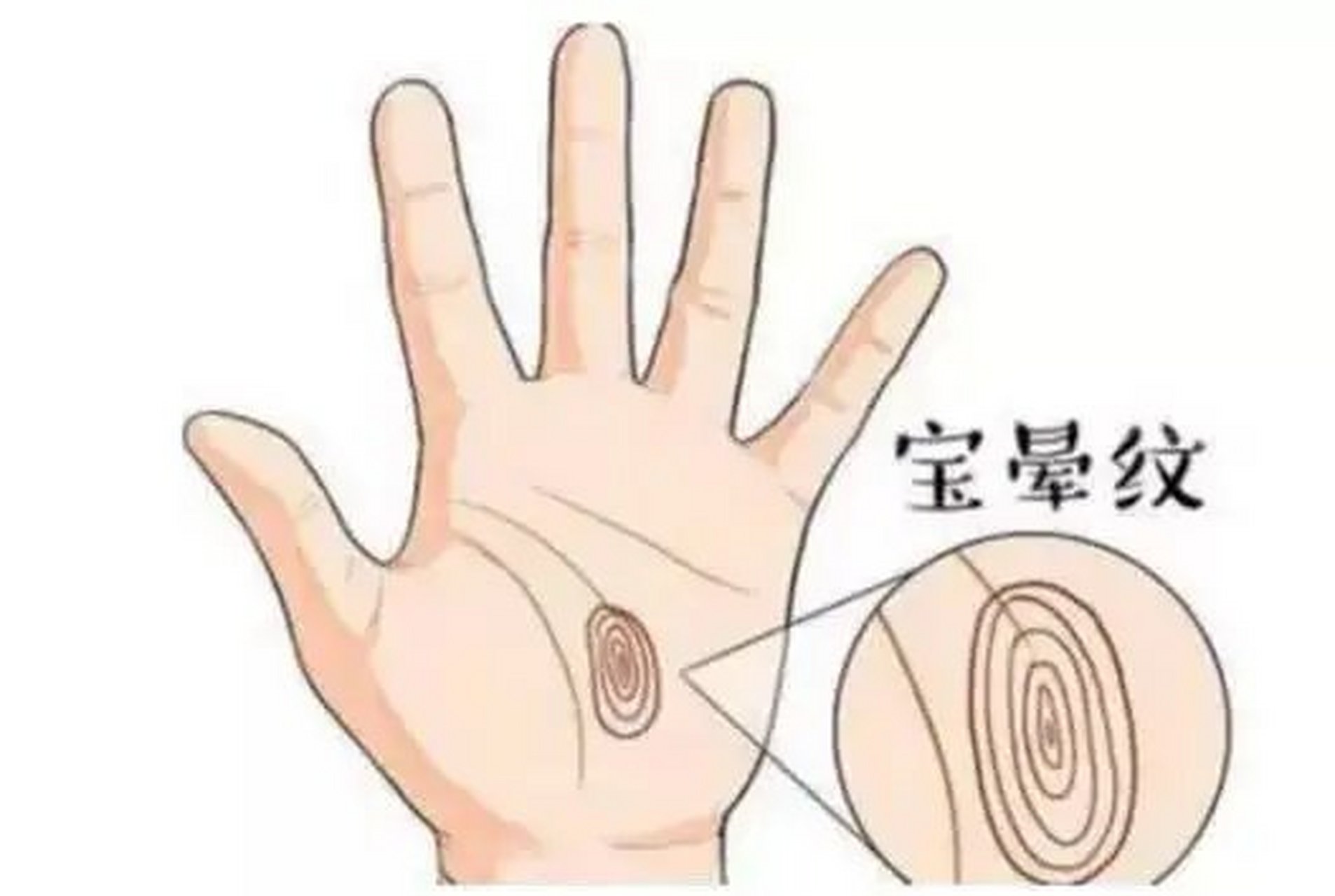 宝晕纹  手掌中的宝晕纹,在手掌中像是螺旋一样,一圈一圈,向外推开.