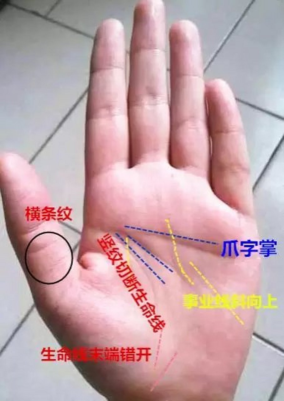 命主拥有万中无一的"爪字掌",代表其人喜欢帮助他人,心地特别善良.