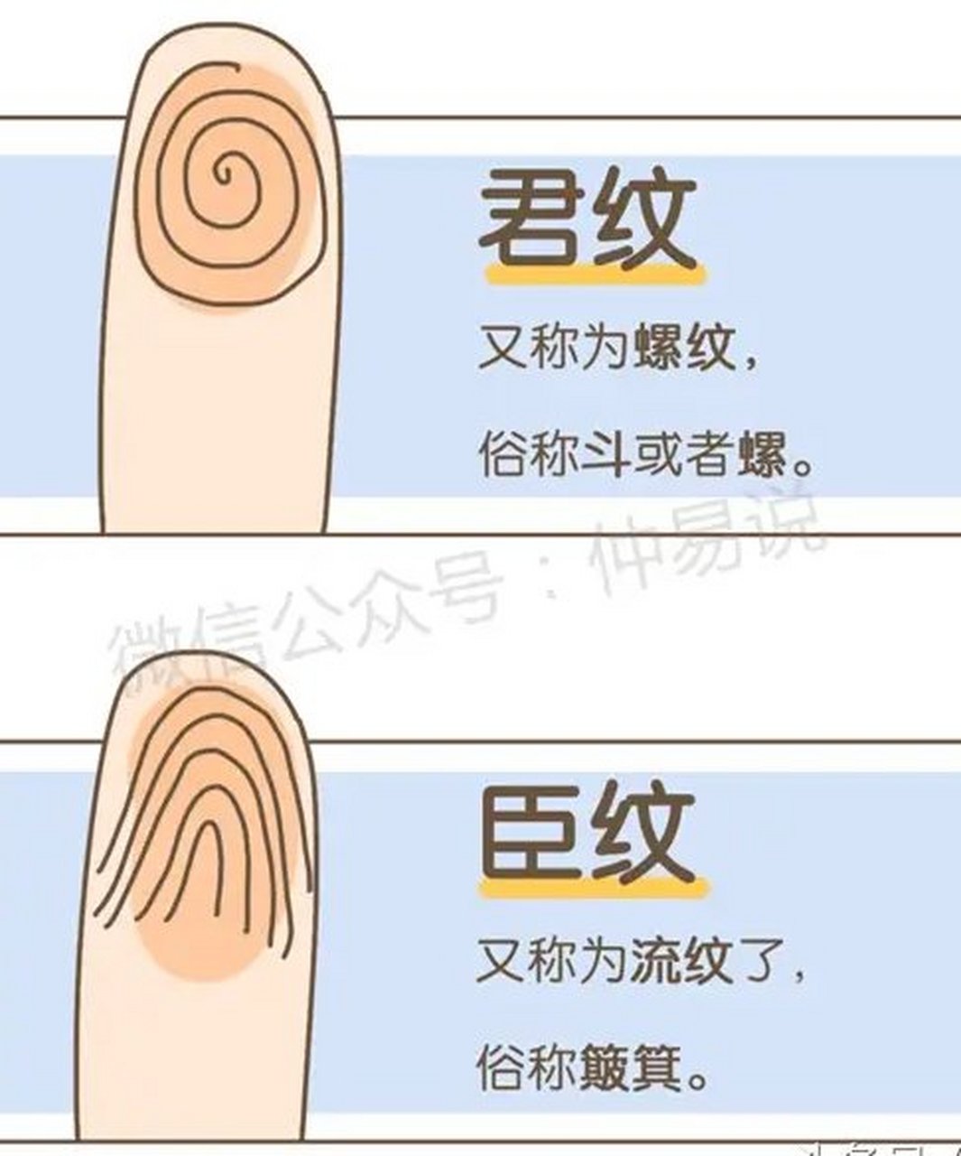 大拇指为君纹(斗,代表可以继承祖上家业,象征先天健康,智慧,个性