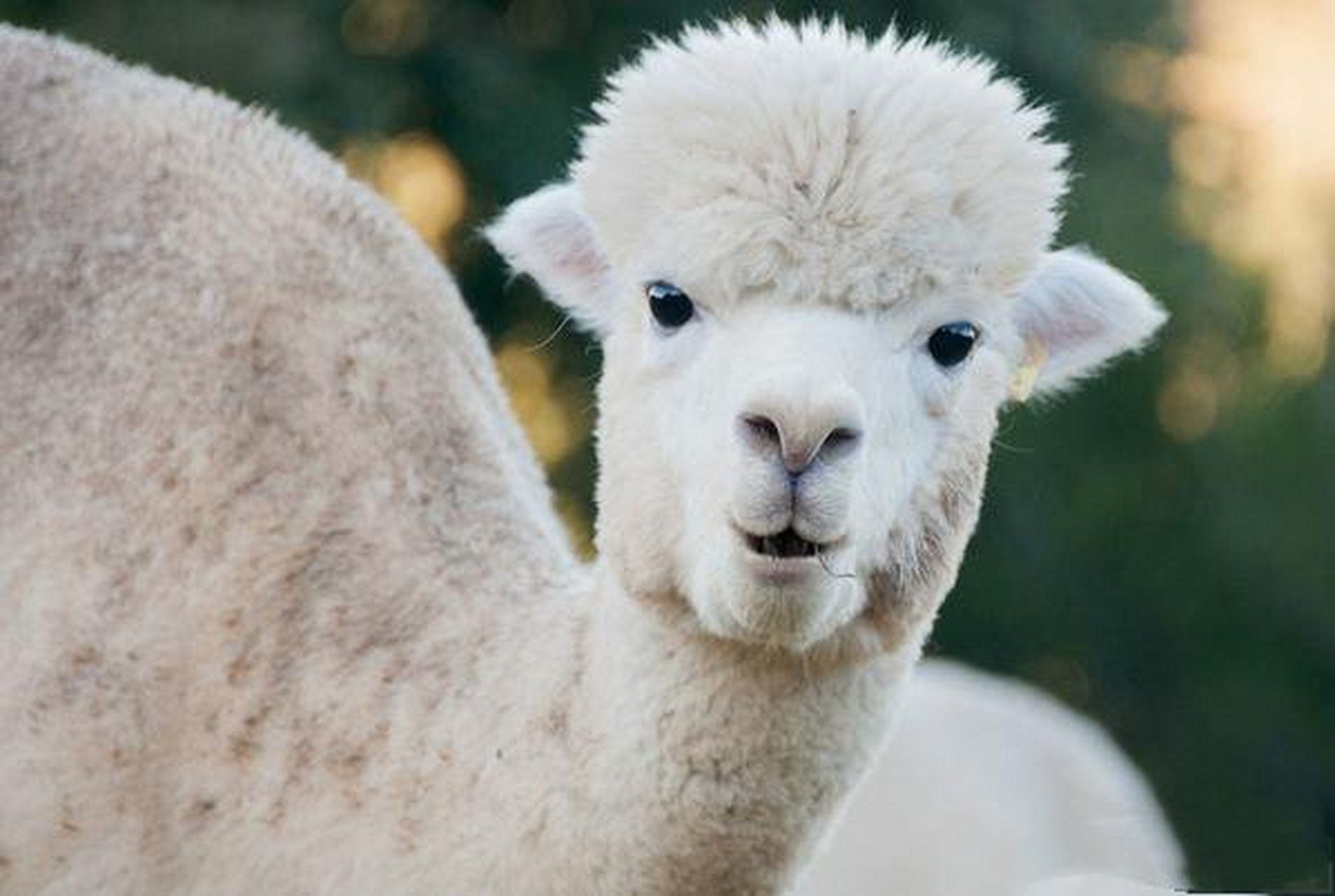 生肖羊  我们都知道小绵羊是一种非常温顺可爱的动物,属羊的女生也是
