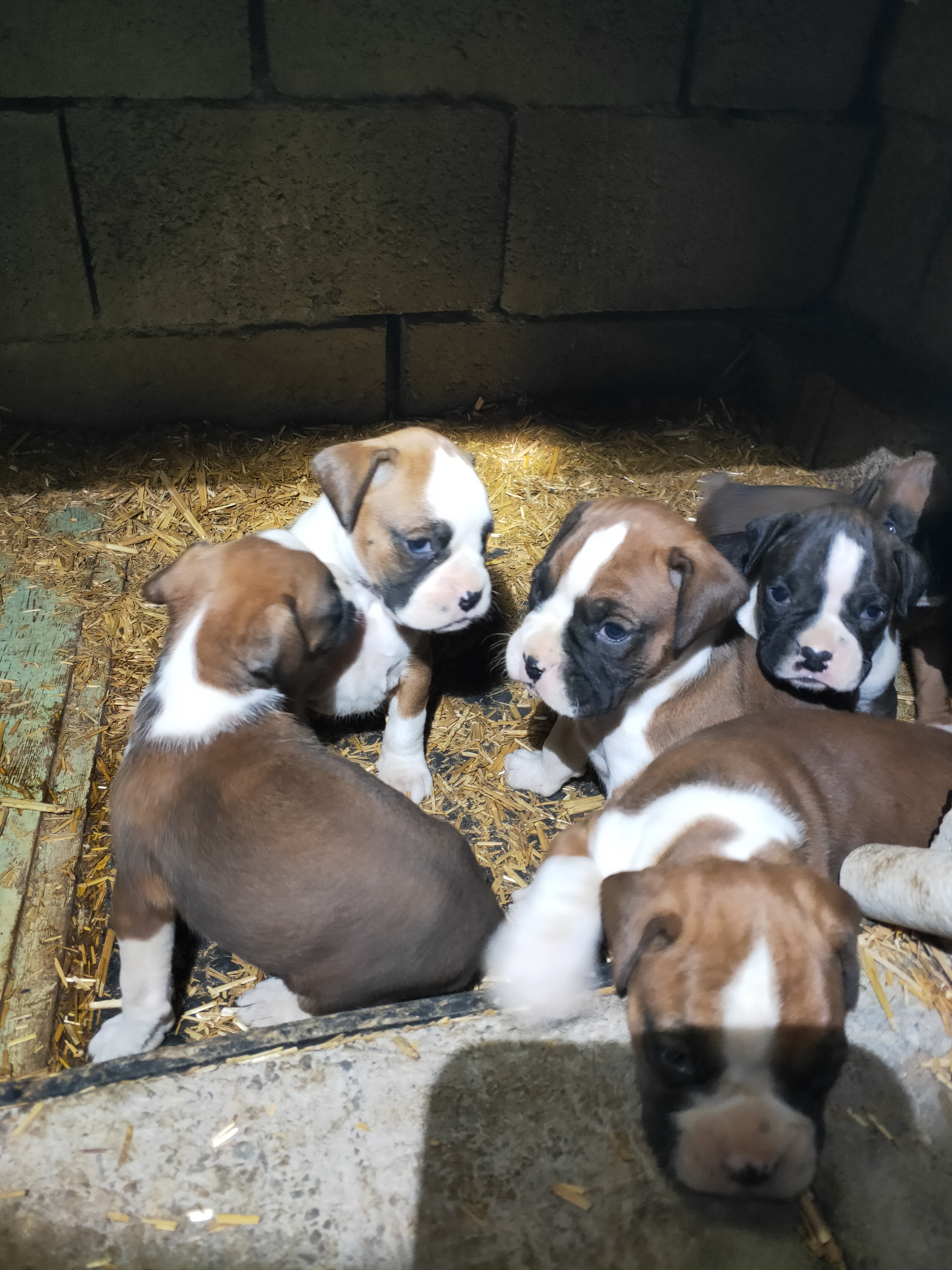 拳师犬小狗和魏玛犬小狗,来自东夷犬舍