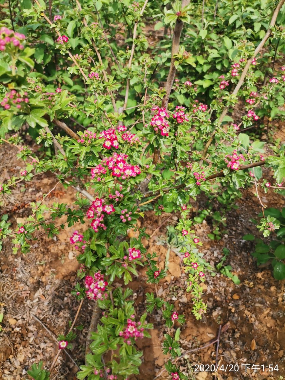 红花山楂