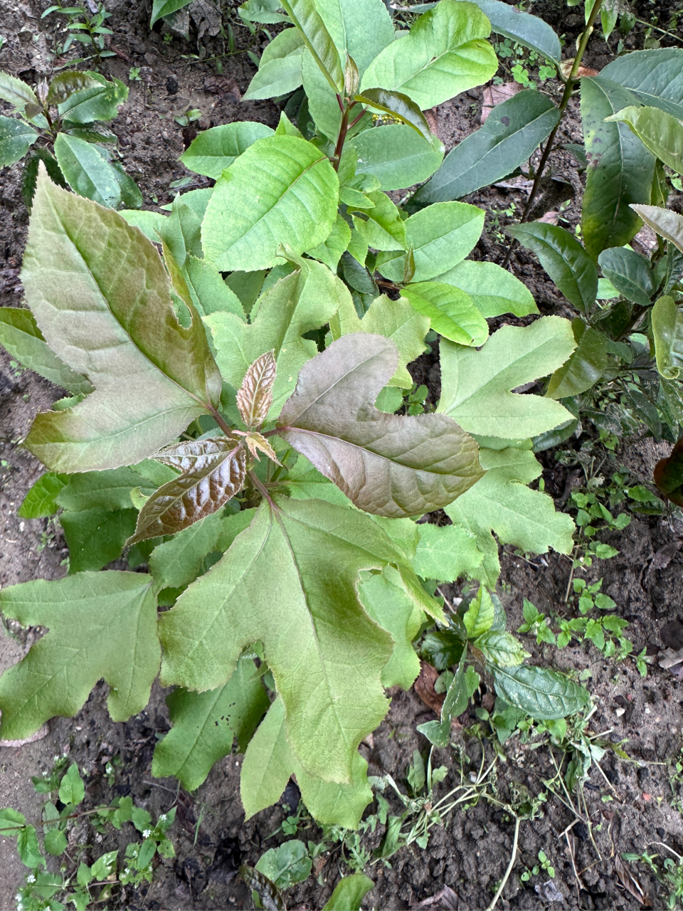 《半枫荷现状与发展趋势》       半枫荷是世界濒危物种,号称中药中的