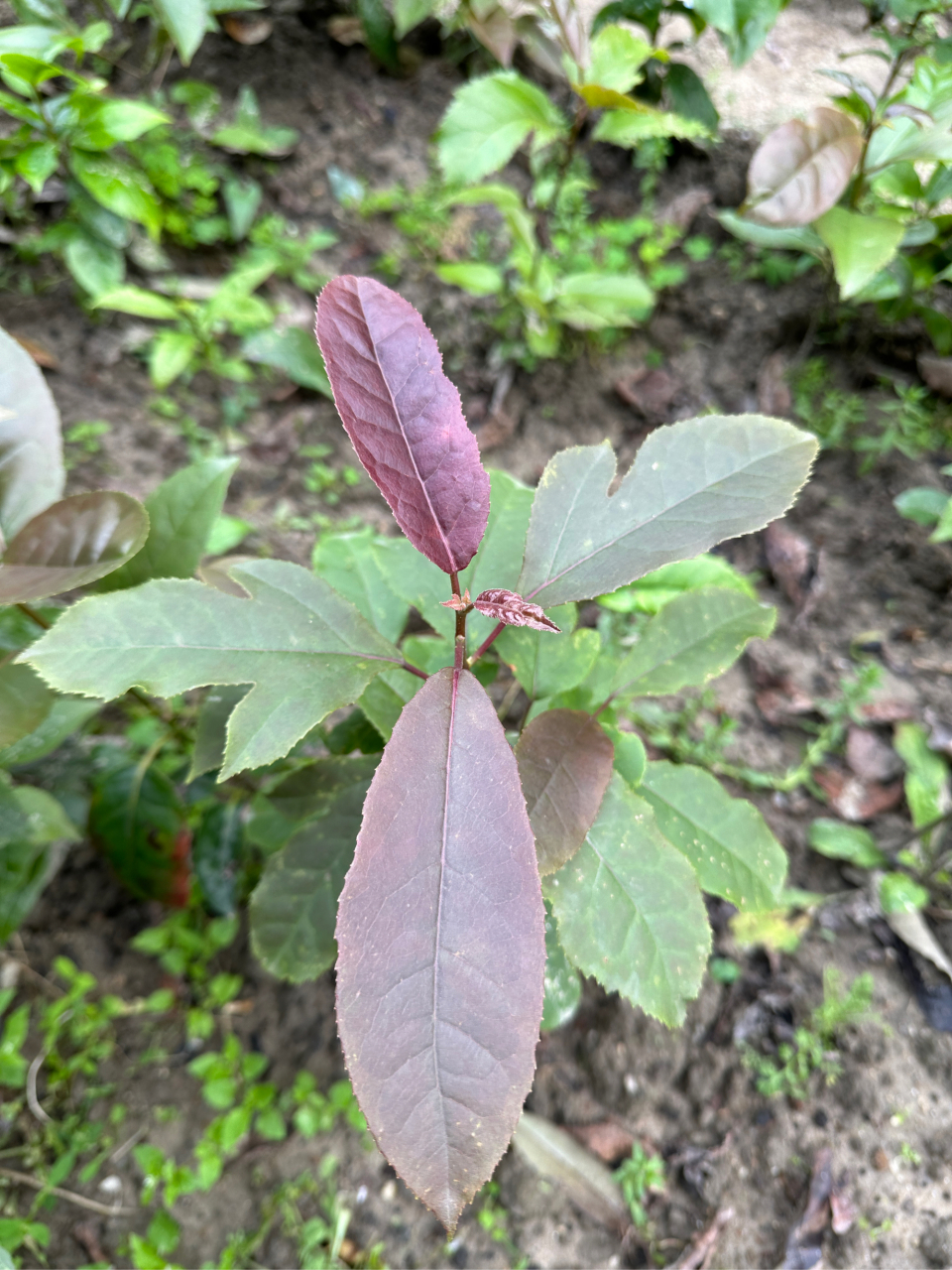 《半枫荷现状与发展趋势》  半枫荷是世界濒危物种,是指经缕梅科的半