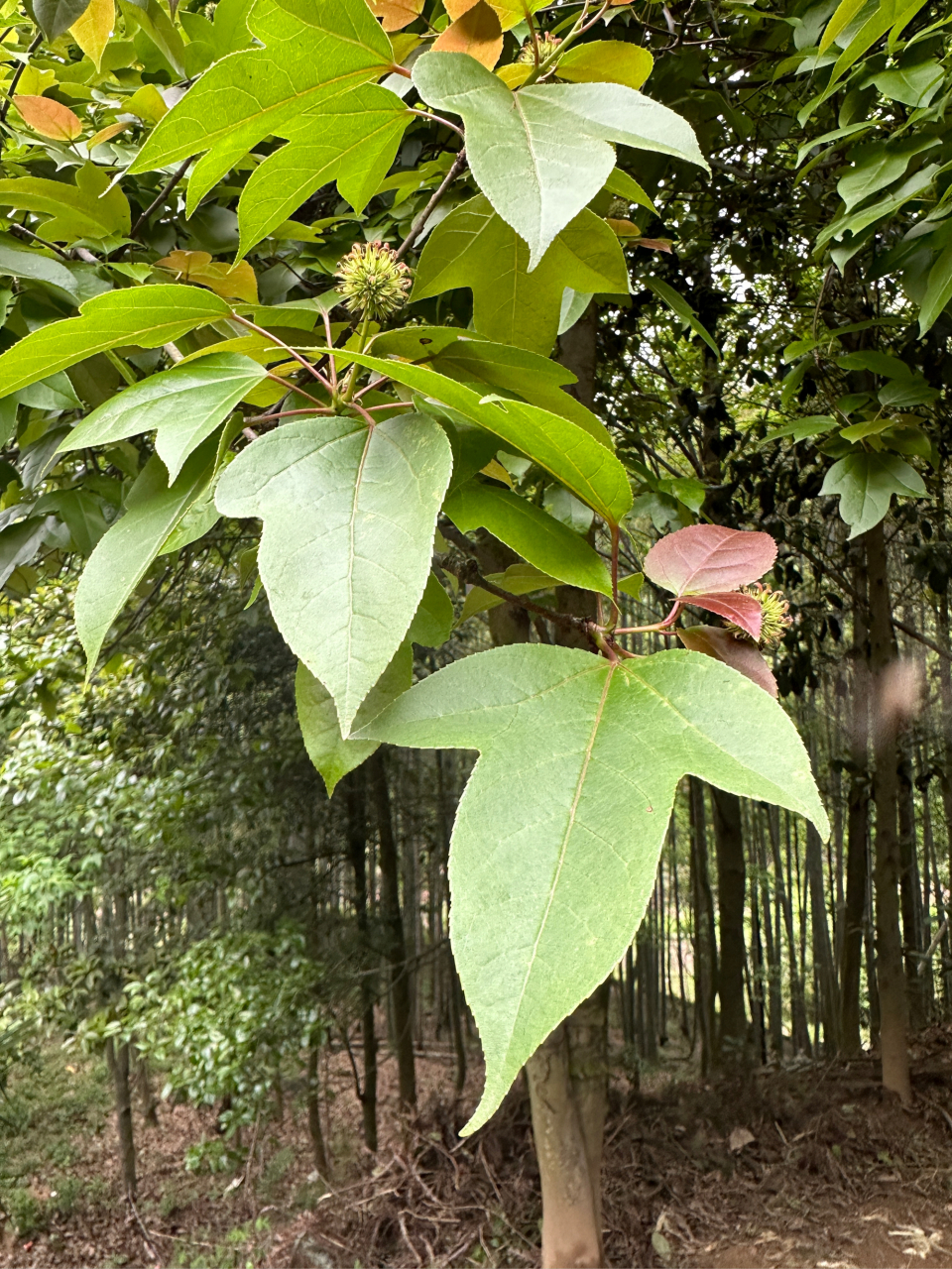 《半枫荷现状与发展趋势》       半枫荷是世界濒危物种,号称中药中的