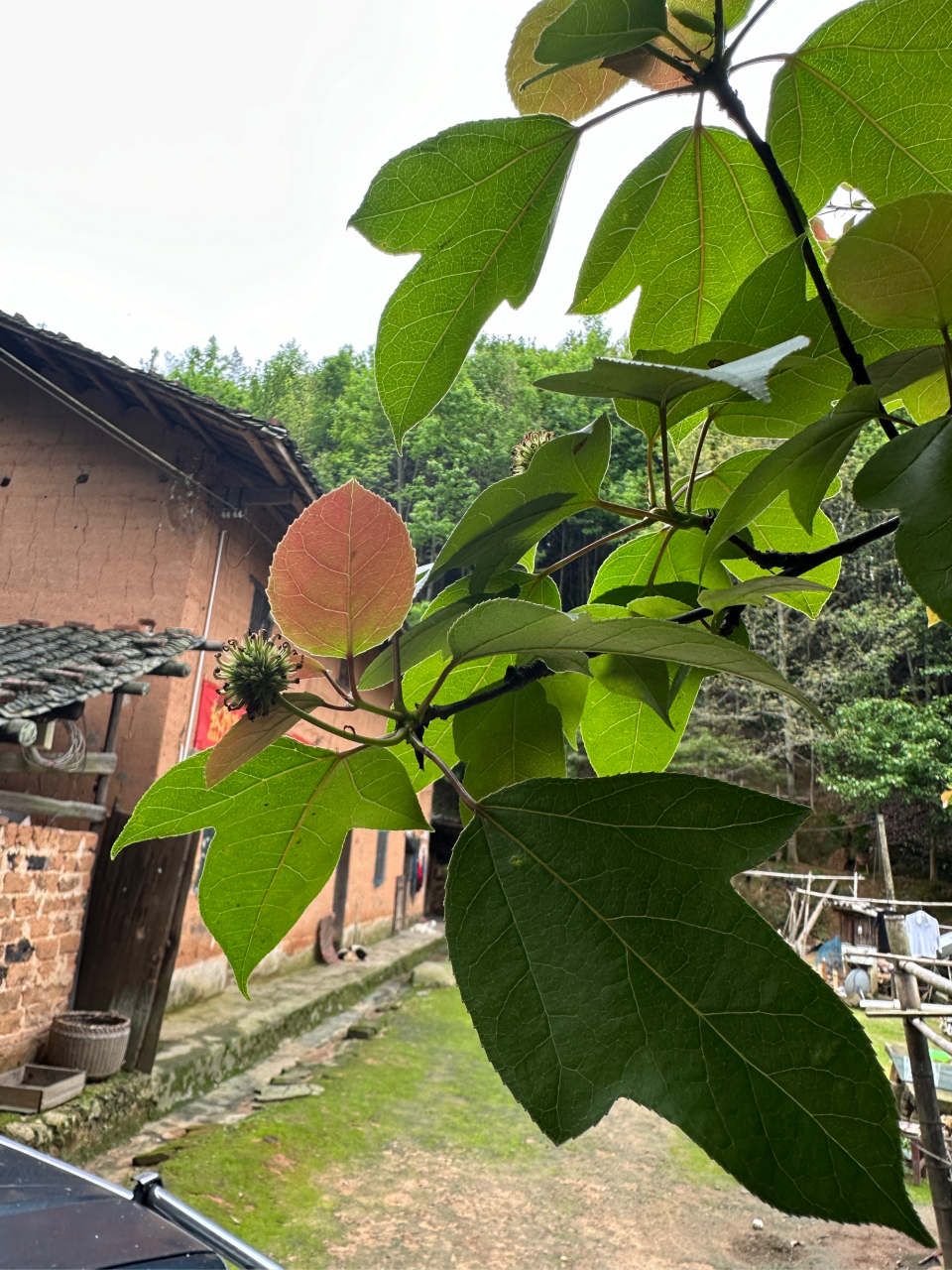 《半枫荷现状与发展趋势》  半枫荷是世界濒危物种,是指经缕梅科的半