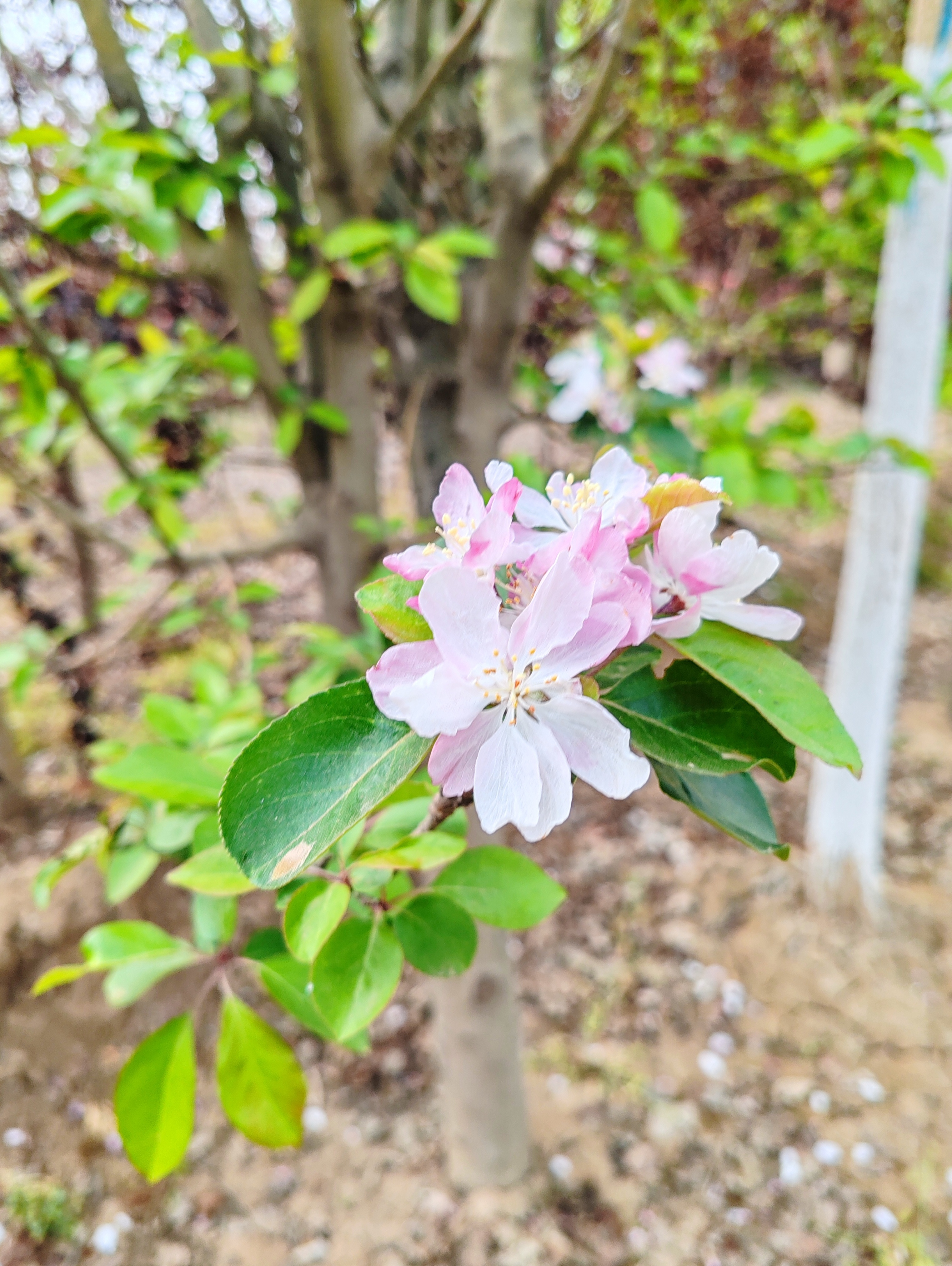 看这一朵娇艳欲滴的花朵,轻轻摇曳在细长的树枝上,仿佛在诉说着春天的