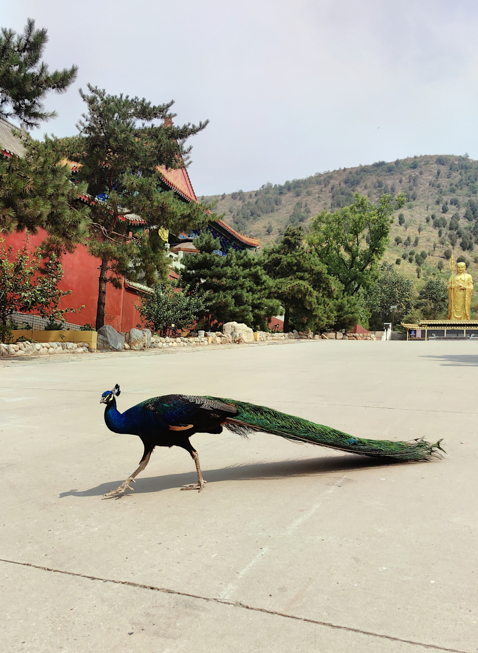 文游天下(1156) 满城月明寺 文/石岩磊       我见过散养鸡的,也见过