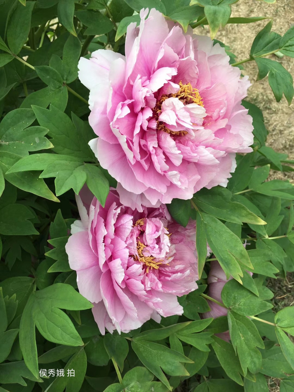 "由唐朝诗人李正封的《牡丹诗》延伸出了"国色天香"这一成语,后来人们