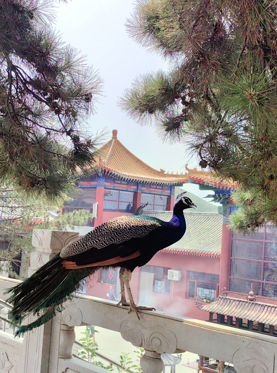 文游天下(1156) 满城月明寺 文/石岩磊       我见过散养鸡的,也见过