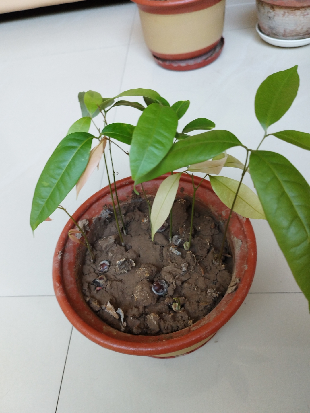 吃完荔枝,把一把核埋在了花盆里,浇了水,谁知道一下发了十来根荔枝苗