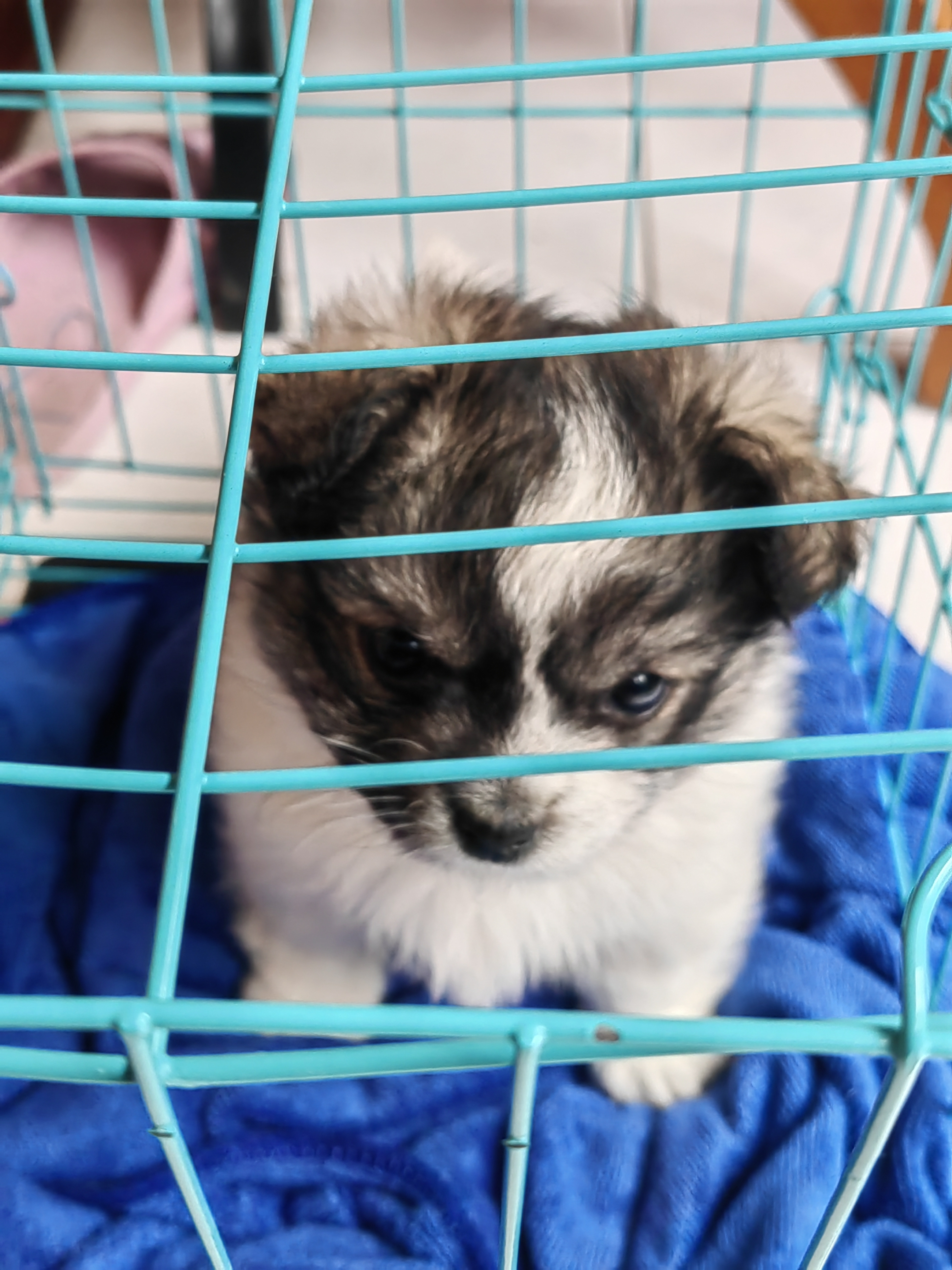 这只哈瓦那比熊犬,用好奇的眼神望向世界,仿佛在说:何时能自由奔跑?