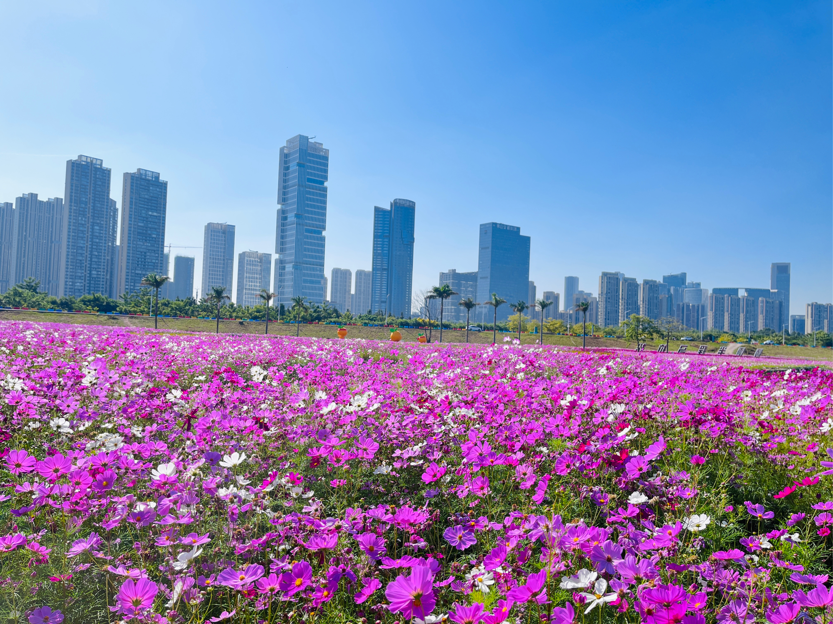 琅岐花海公园图片