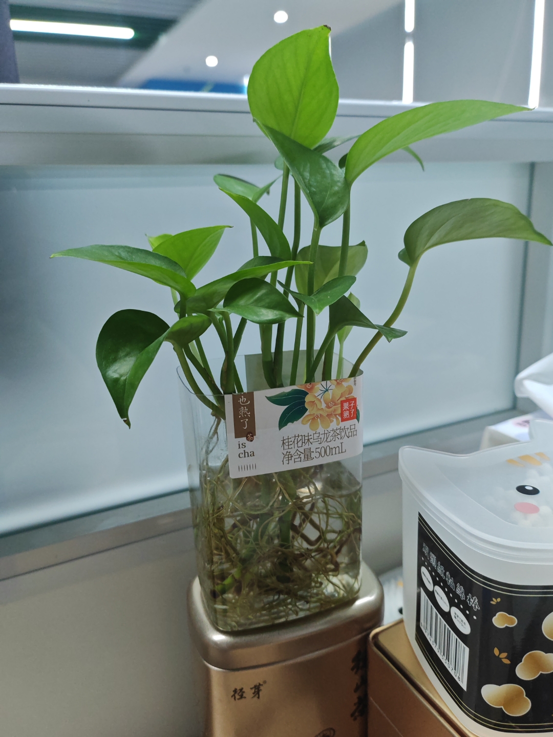 饮料瓶再利用,绿萝长的太棒啦