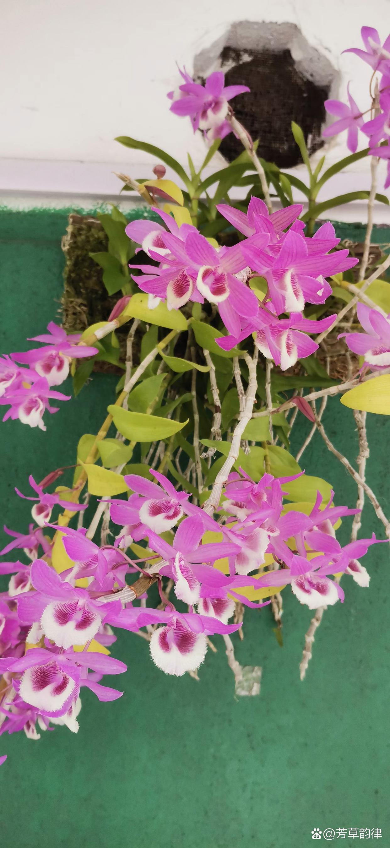 石斛开花呢,没听过吧,更没见过吧,我也是第一次见,但是我不知道是不是