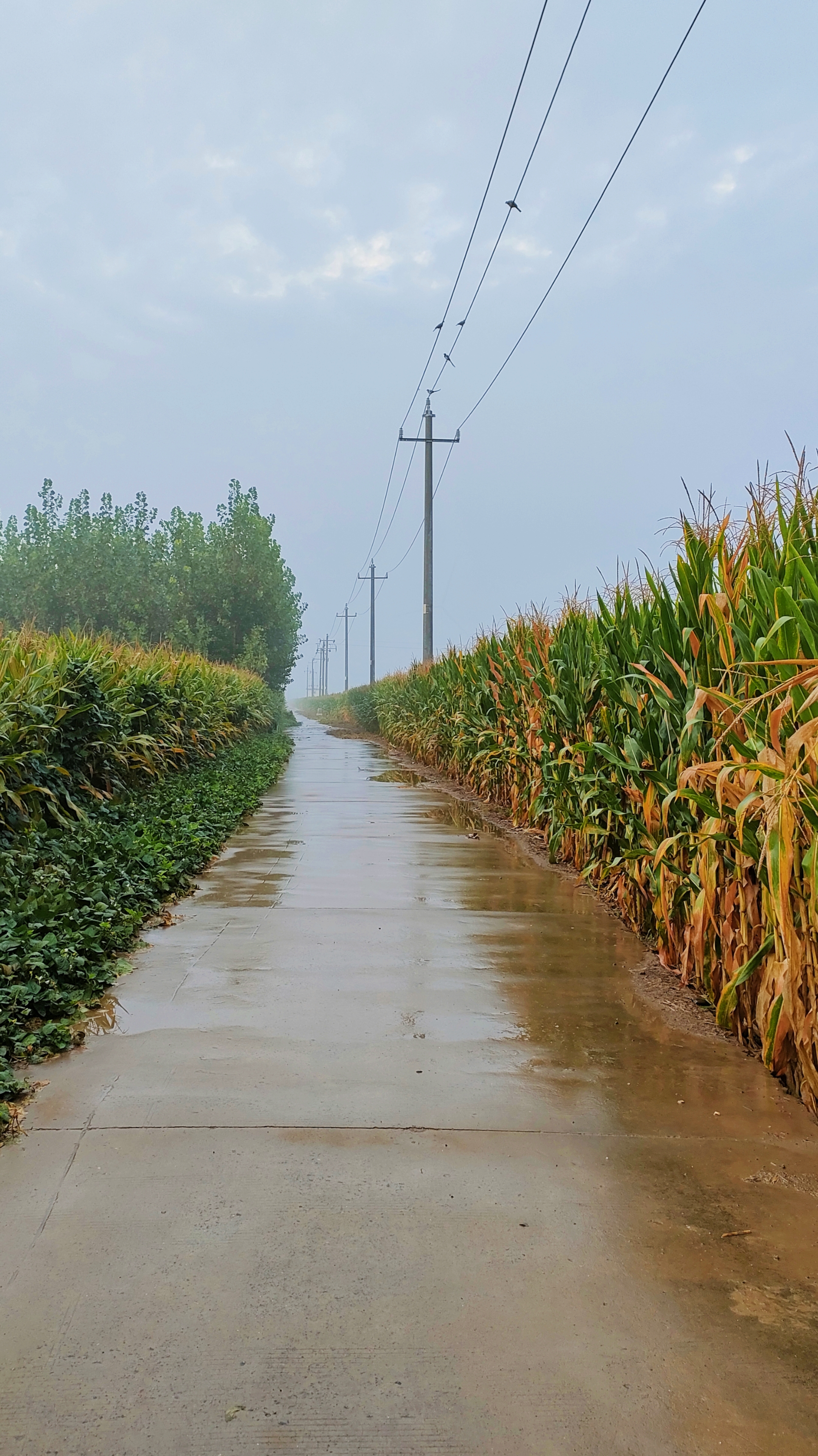 路两旁的玉米地在雨中润泽出鲜亮的色彩,曲径通幽,引人入胜.