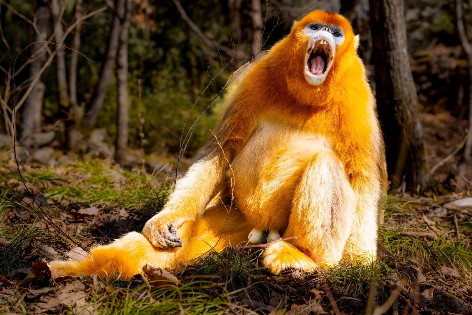 陕西佛坪的金丝猴为川金丝猴秦岭亚种,是中国国家一级重点保护野生