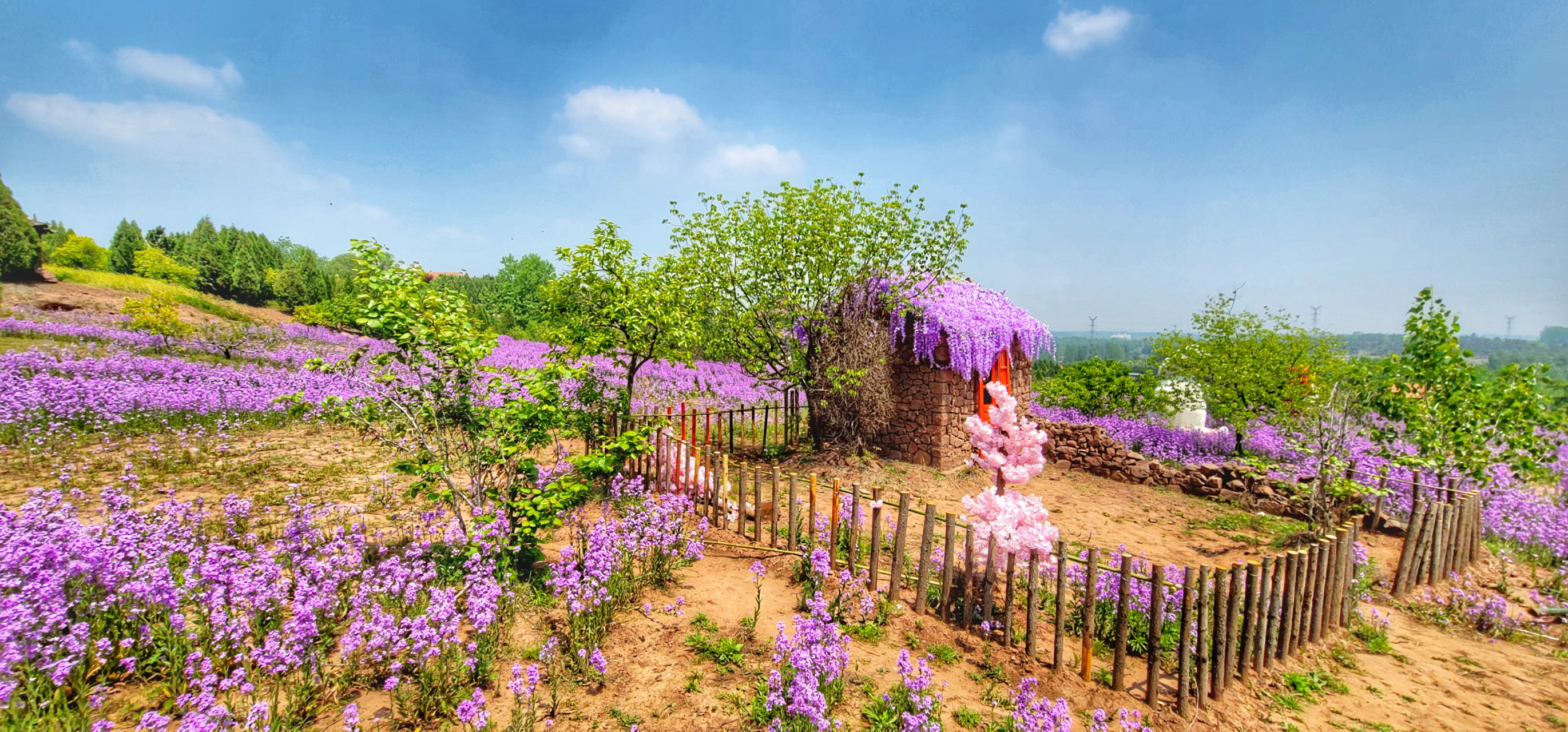 在臨沂南半個,郯城花園,有一片紫色的油菜花花海,景色宜人,非常適於