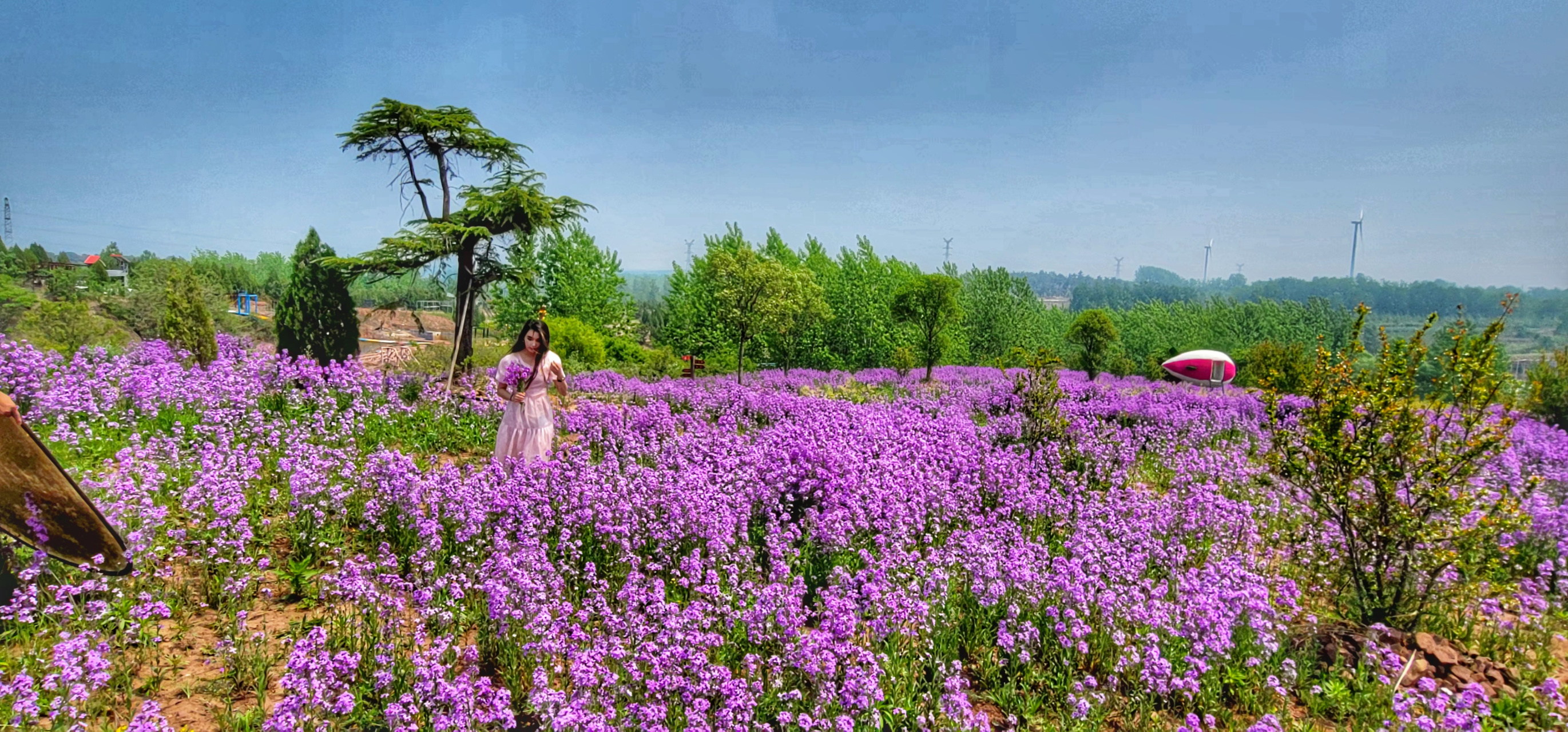 在臨沂南半個,郯城花園,有一片紫色的油菜花花海,景色宜人,非常適於