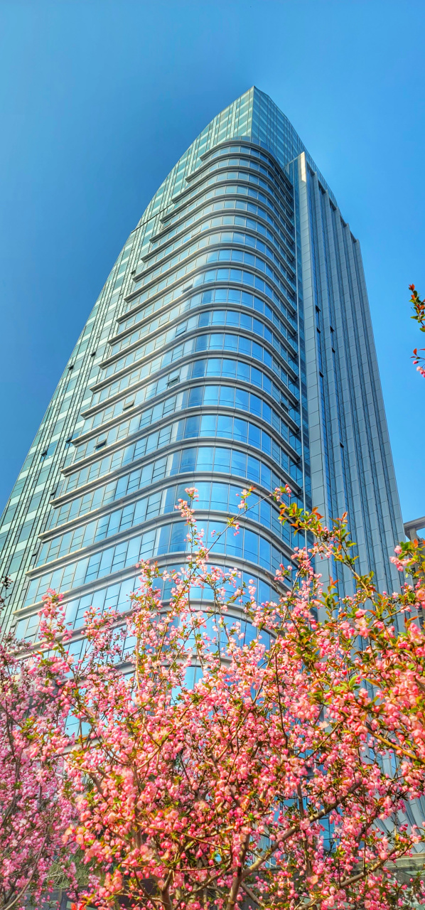 67一大早在启迪大厦开会,看到楼前的海棠花娇艳欲滴,忍不住拿出