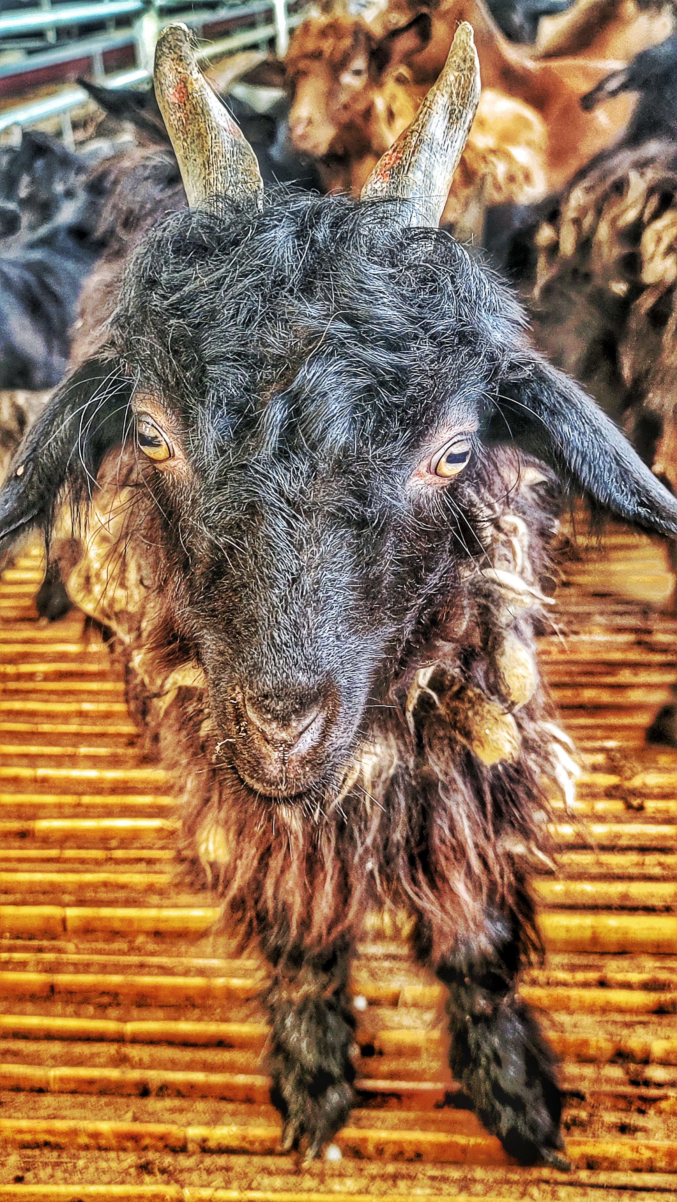 本应共生存,相残何太急. 有羊圈舍在,羊去当柴劈.