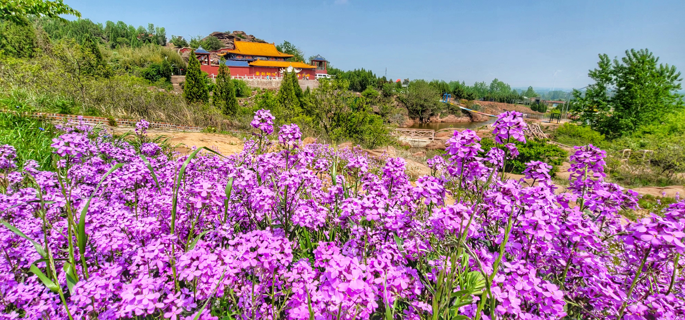 在臨沂南半個,郯城花園,有一片紫色的油菜花花海,景色宜人,非常適於