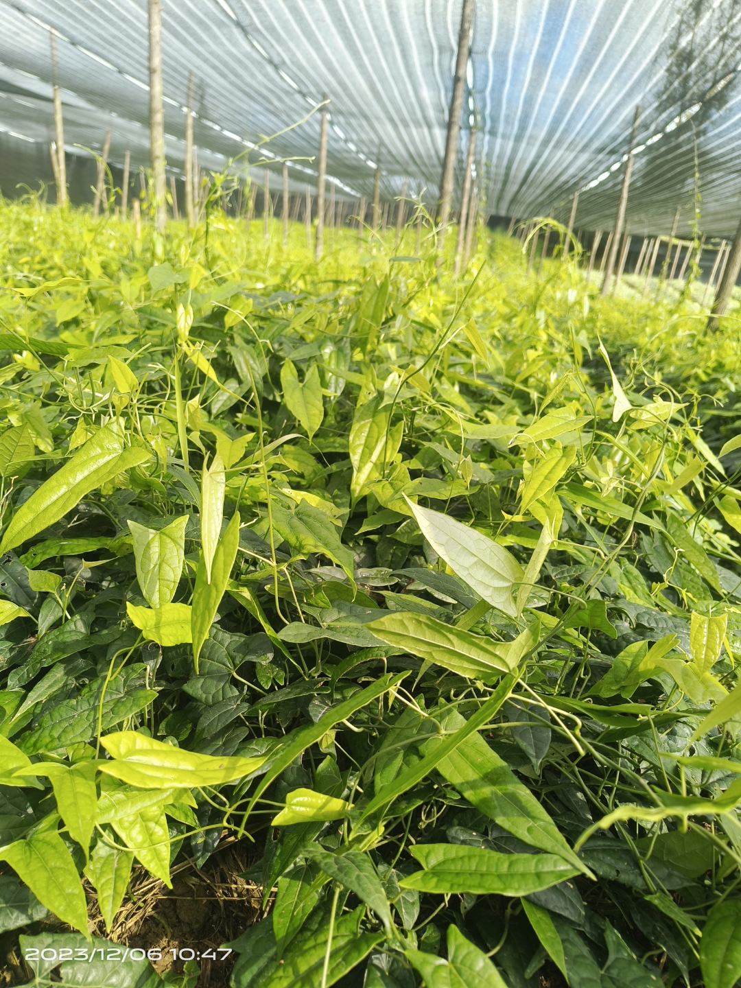 农村生活# 金果榄苗