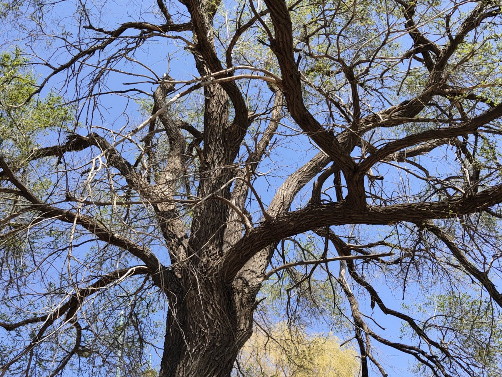 树风,舞姿,欢迎各位观赏!