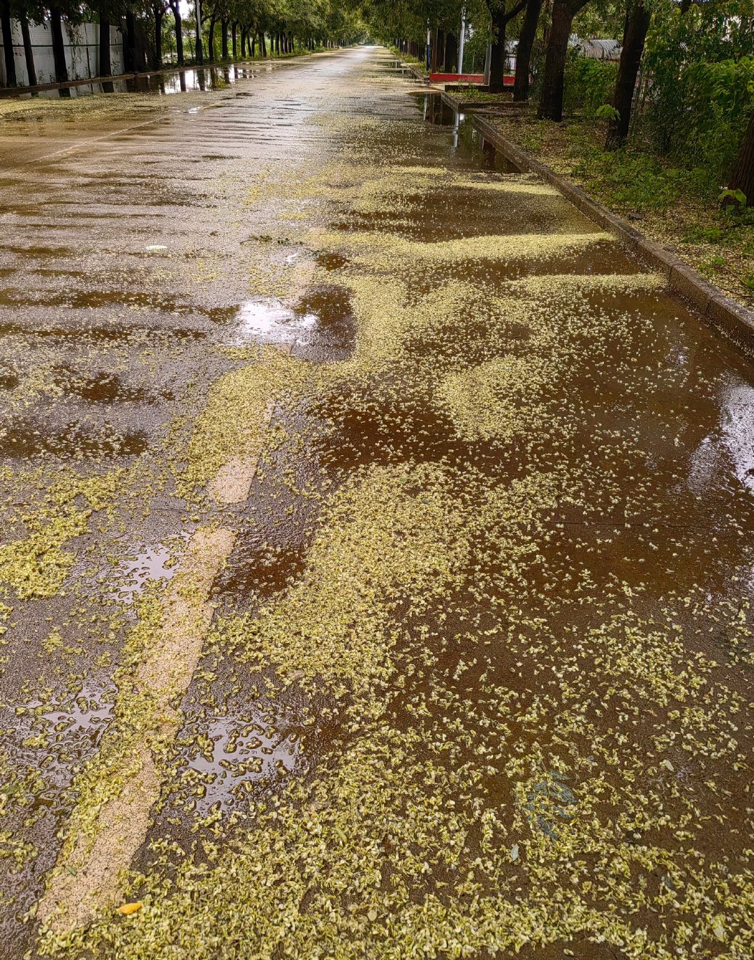 雨后公园小径,落叶铺金路.