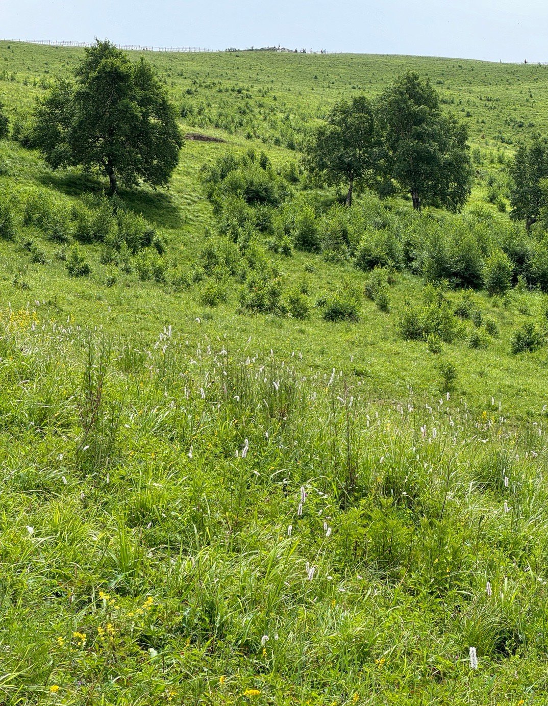 山川秀丽,绿意盎然,大自然的怀抱让人心旷神怡.