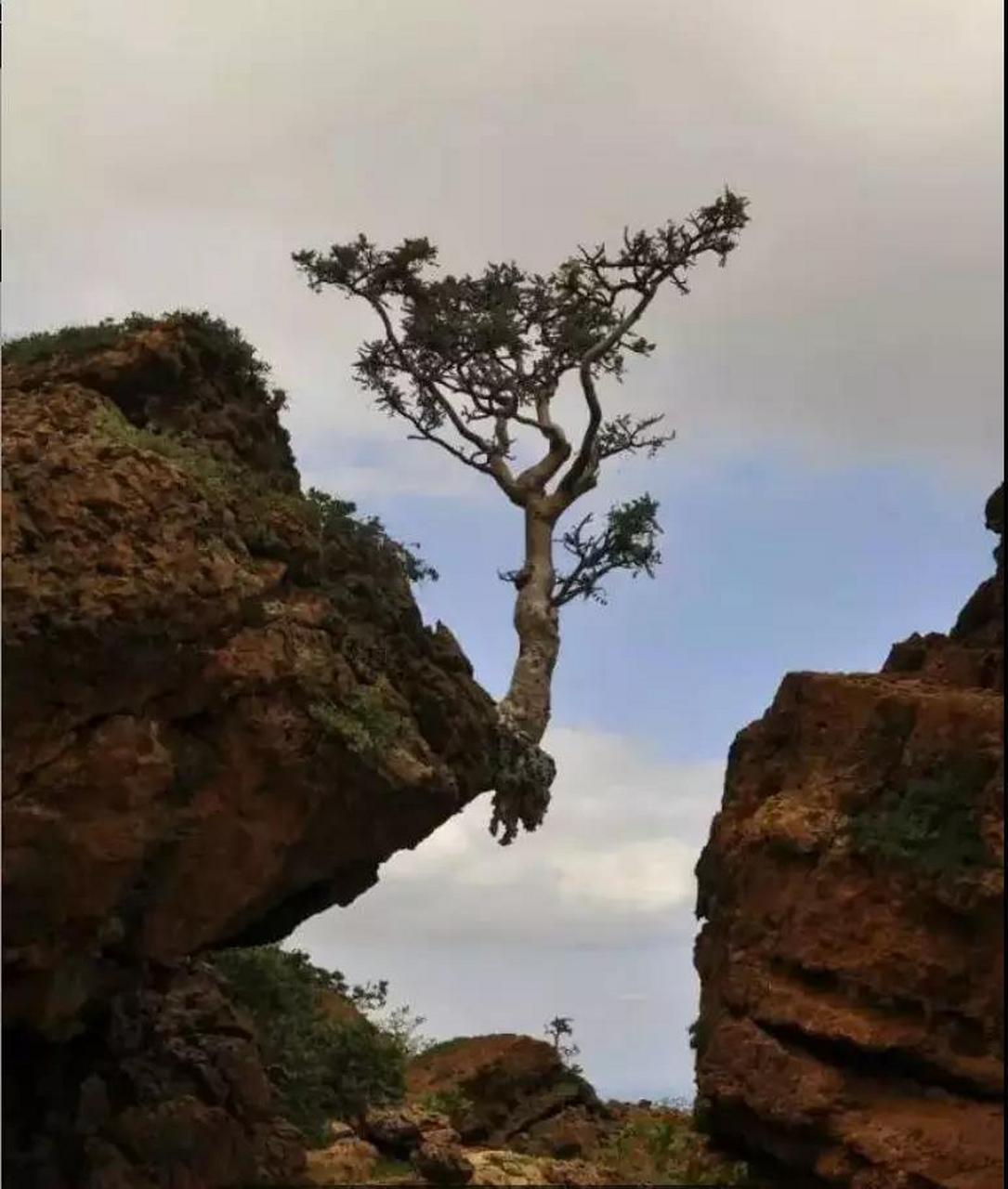 感觉地球上的植物比动物生命力更加顽强,不管处于什么绝境都能有自己