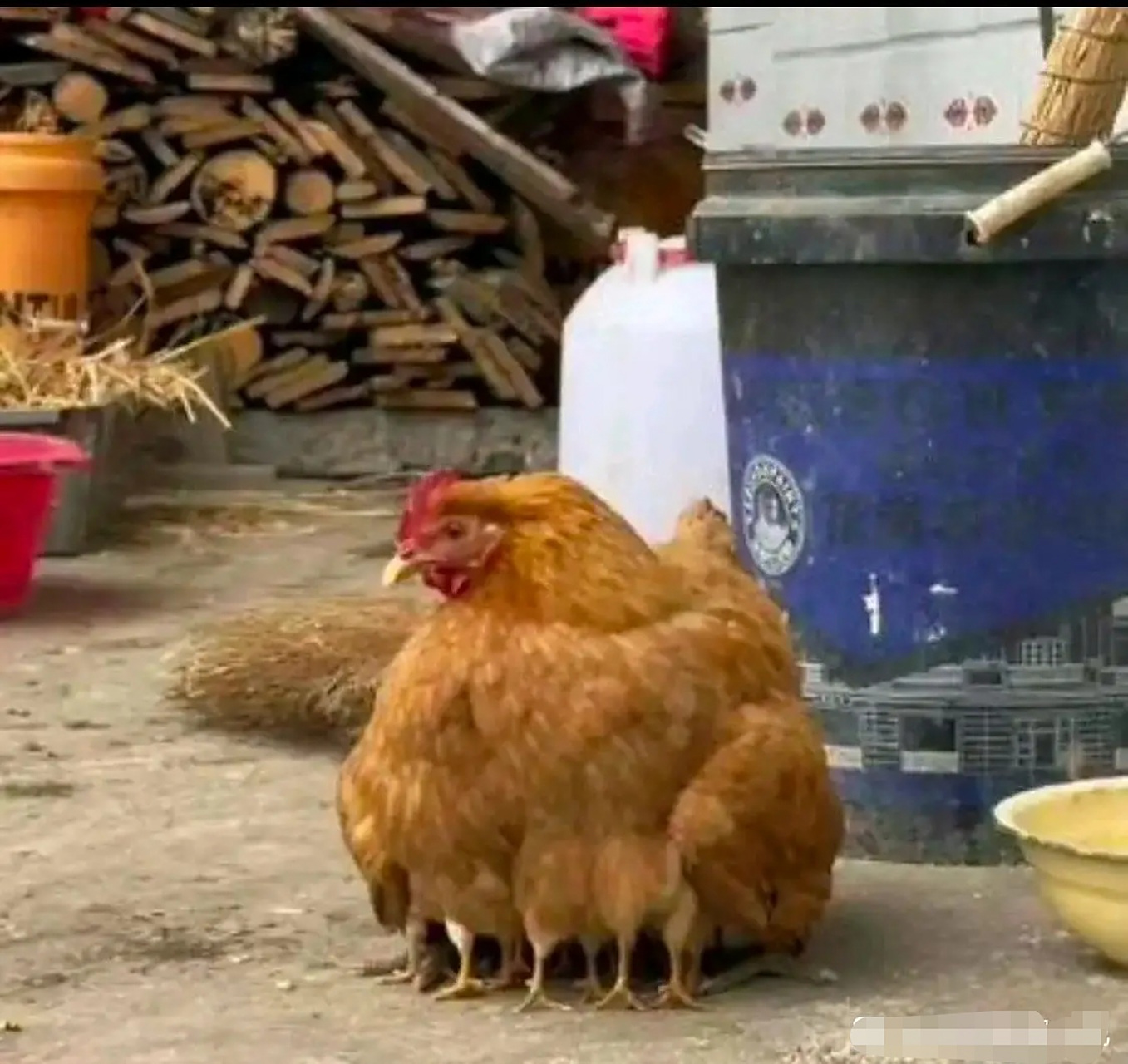 这就是传说中的激素鸡吗?专供鸡腿的那种