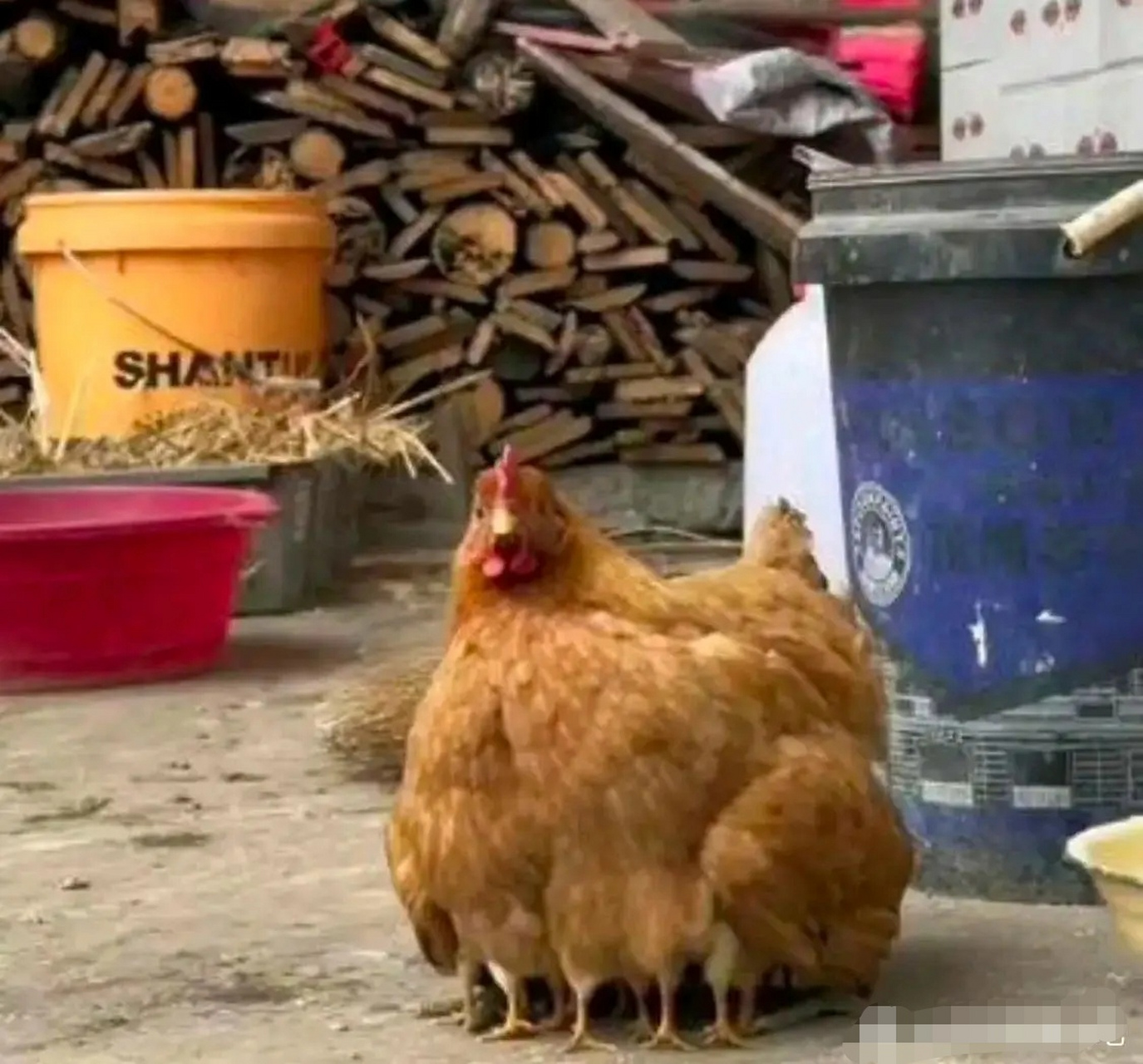 这就是传说中的激素鸡吗?专供鸡腿的那种