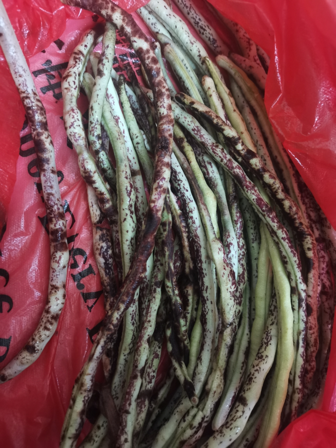 这是什么品种的豆角啊,长这样,我都看不出是好是坏,有没有被虫子吃掉