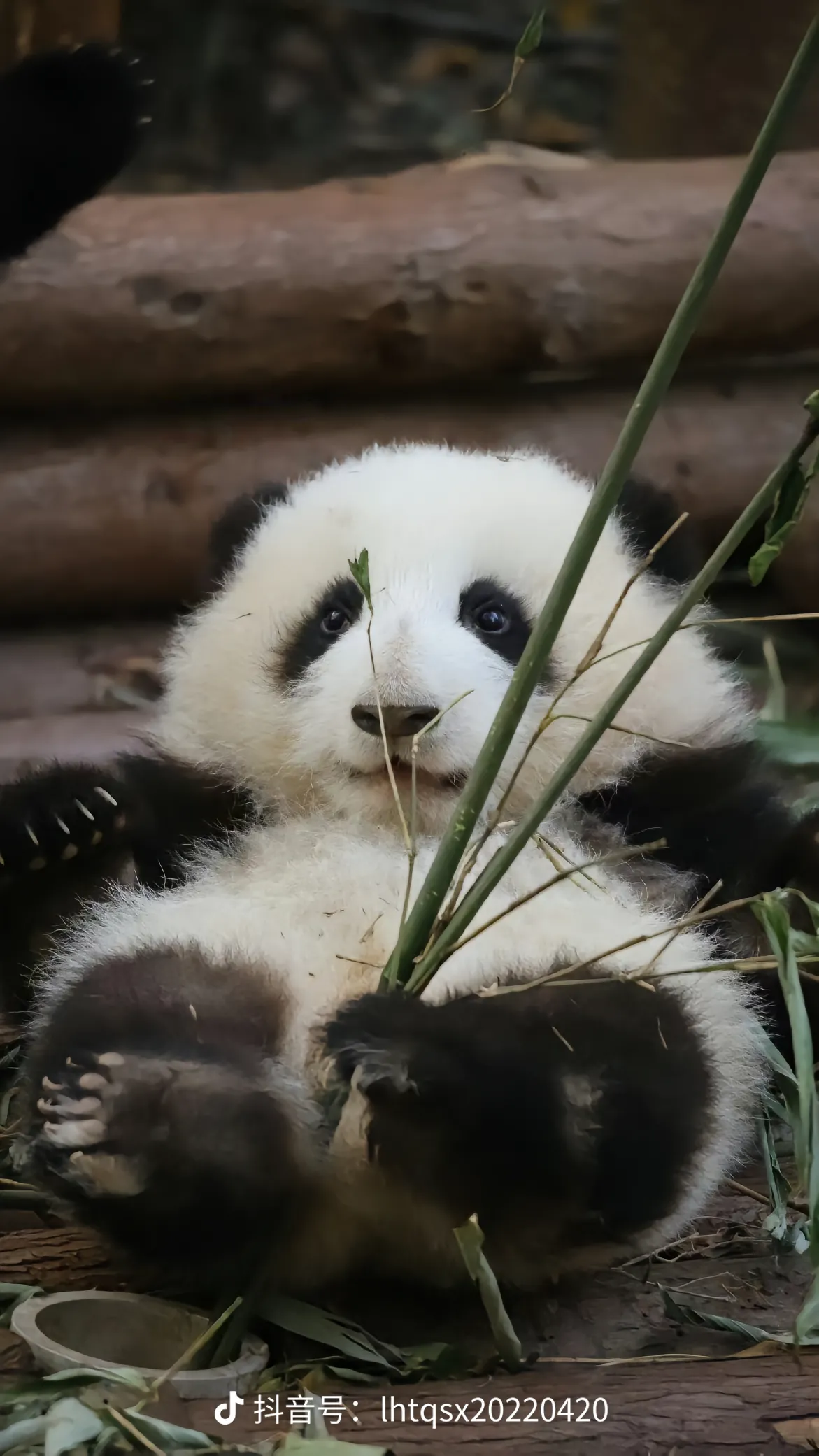 憨态可掬的样子图片