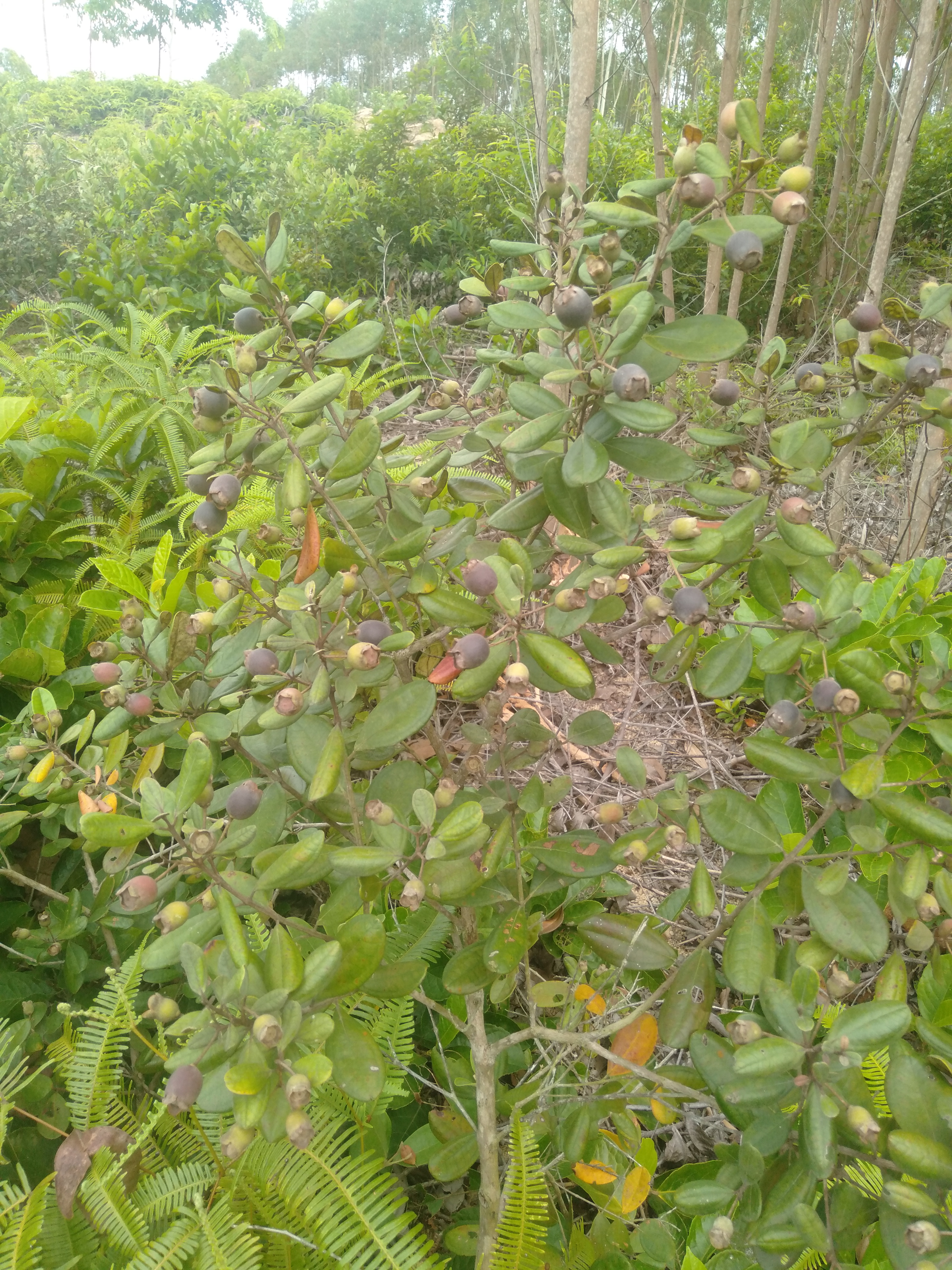 捻子人工种植图片