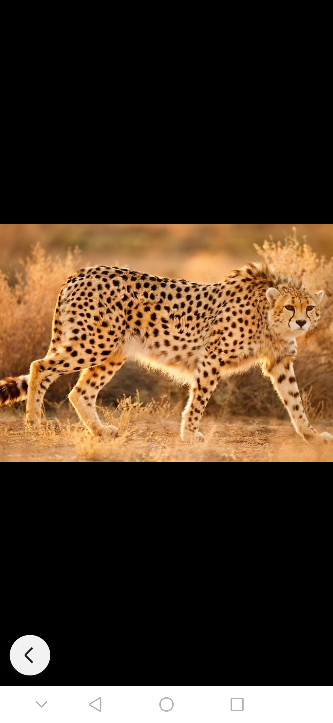 猎豹与雪豹哪个厉害