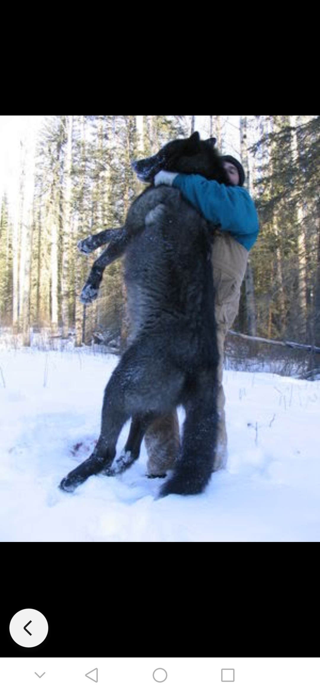 北美灰狼和人对比