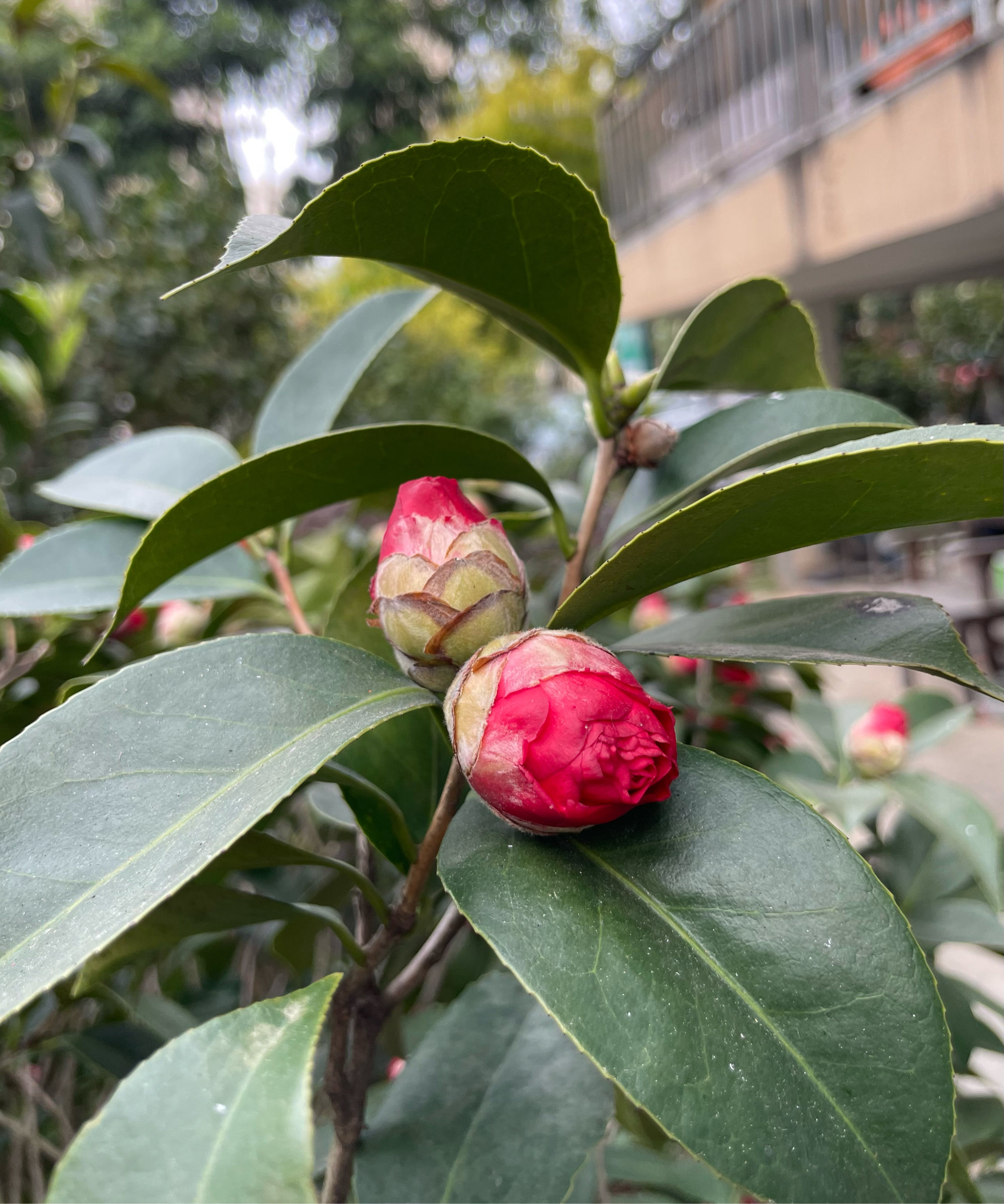 正面好看,侧面好看,花苞也好看!