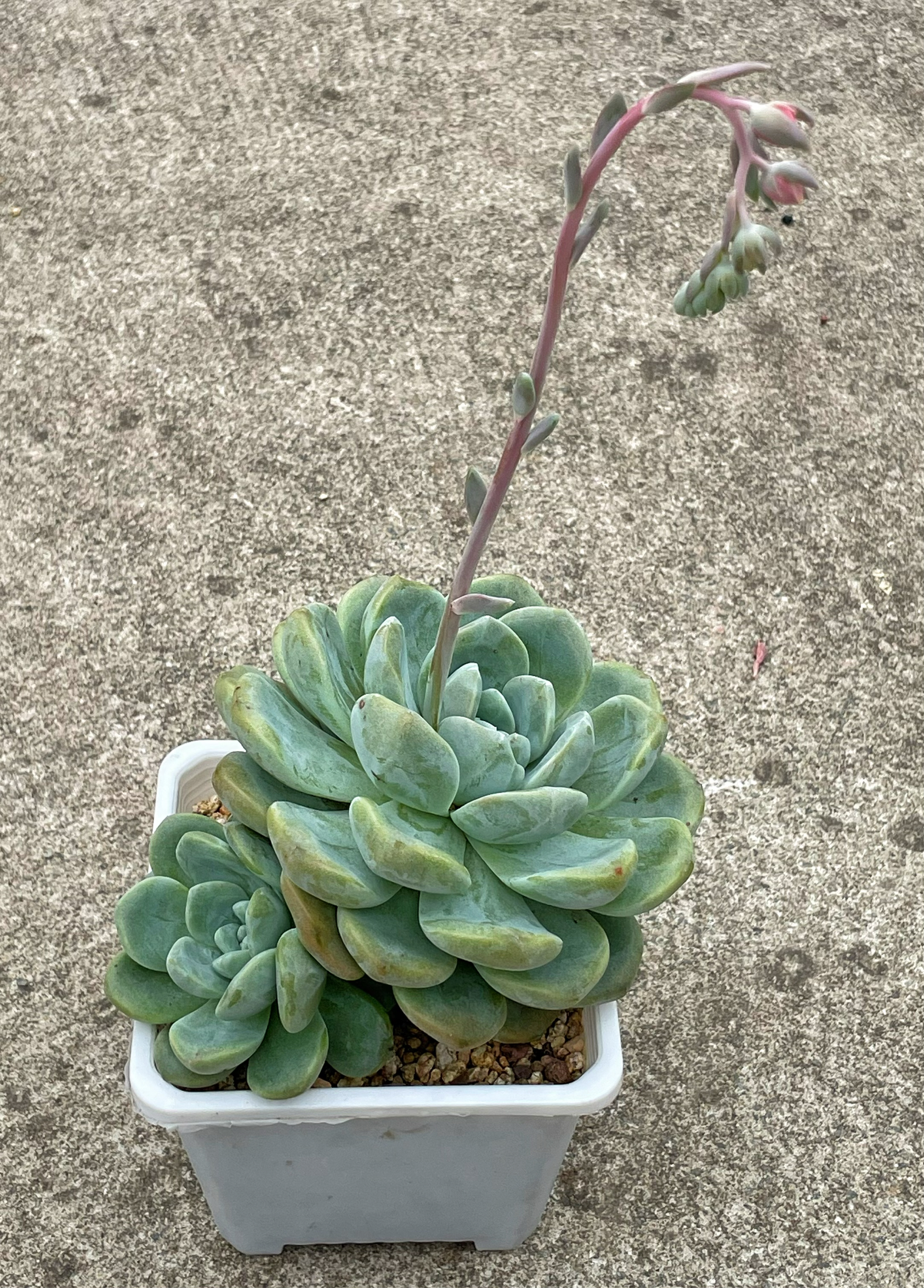 多肉拉斯雨图片