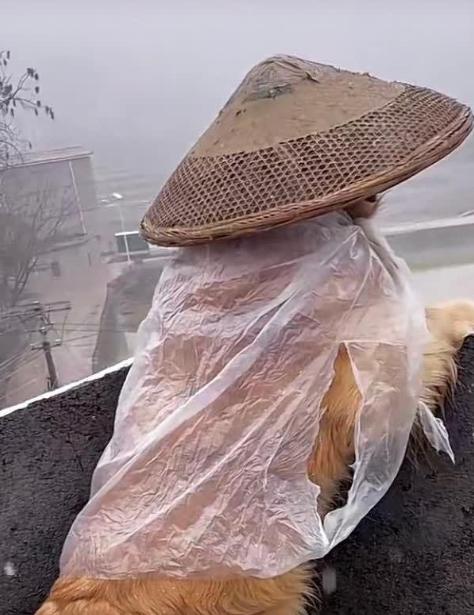 这只狗狗穿着雨衣头带斗笠,它的装备好特别!