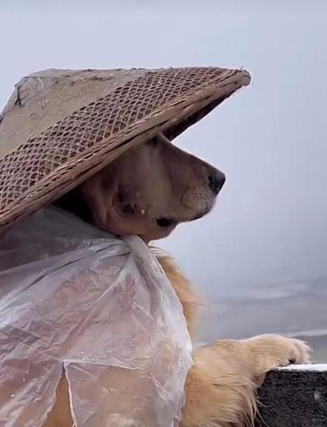这只狗狗穿着雨衣头带斗笠,它的装备好特别!
