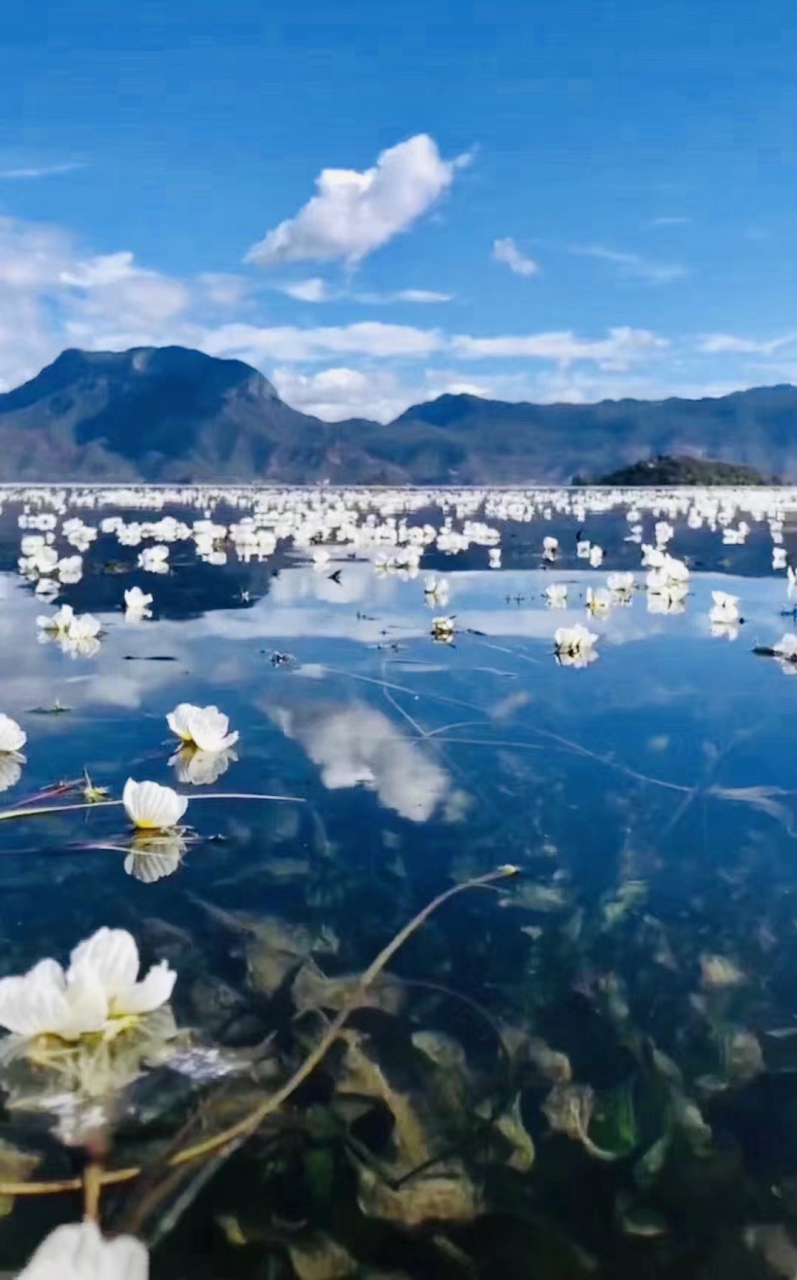 水性杨花波叶海菜花图片