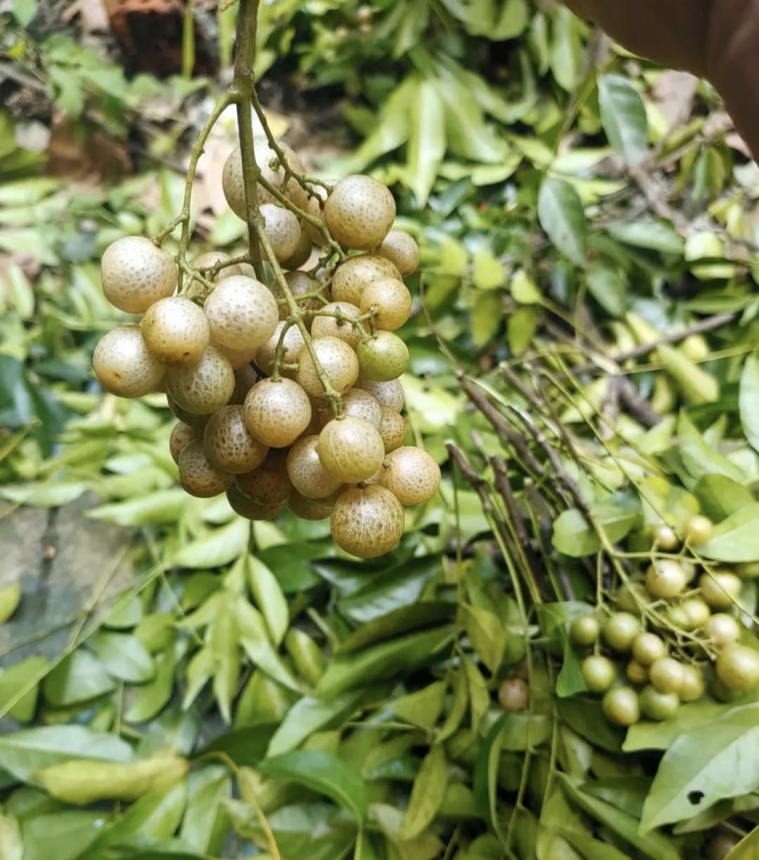 必须晒干或腌制后用牛羊肉的调料,去腥效果特别好,而且很香