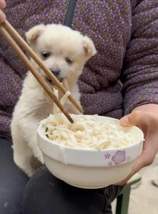 流浪小奶狗饿疯了图片