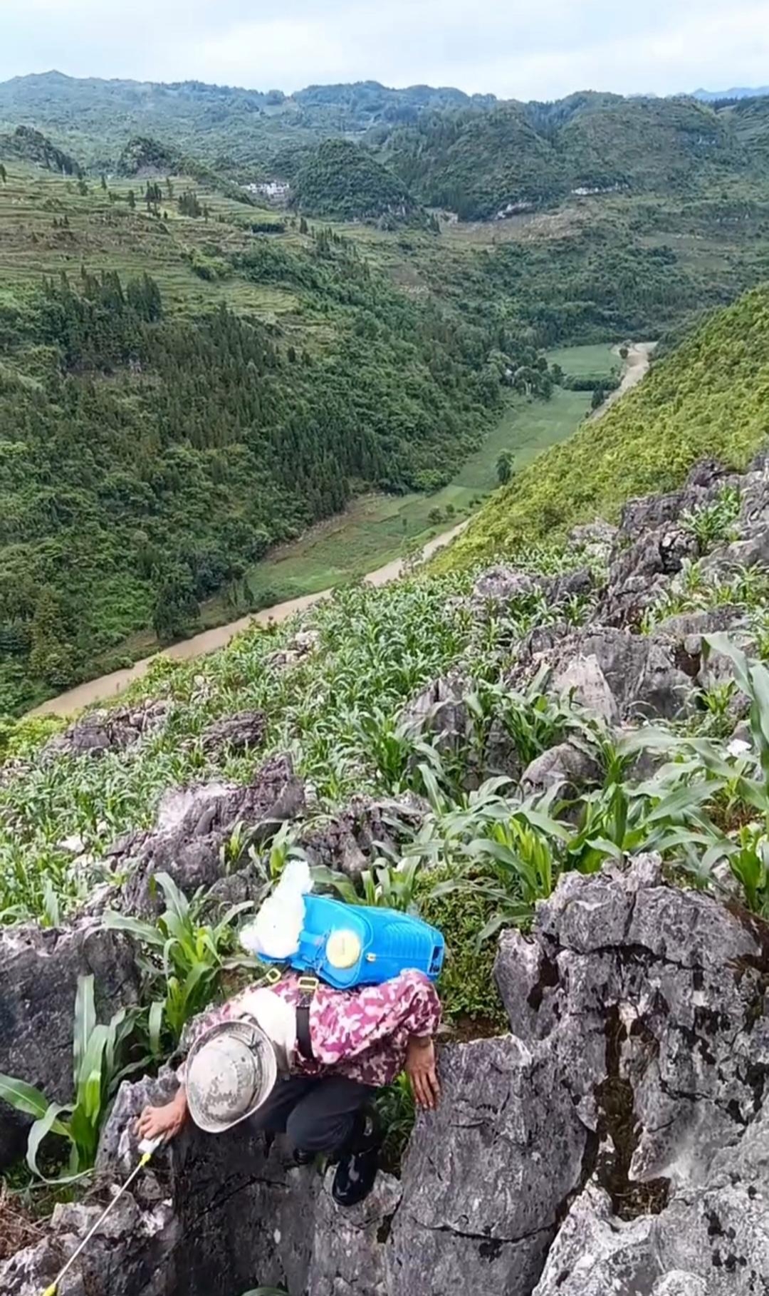 野生山苞谷图片