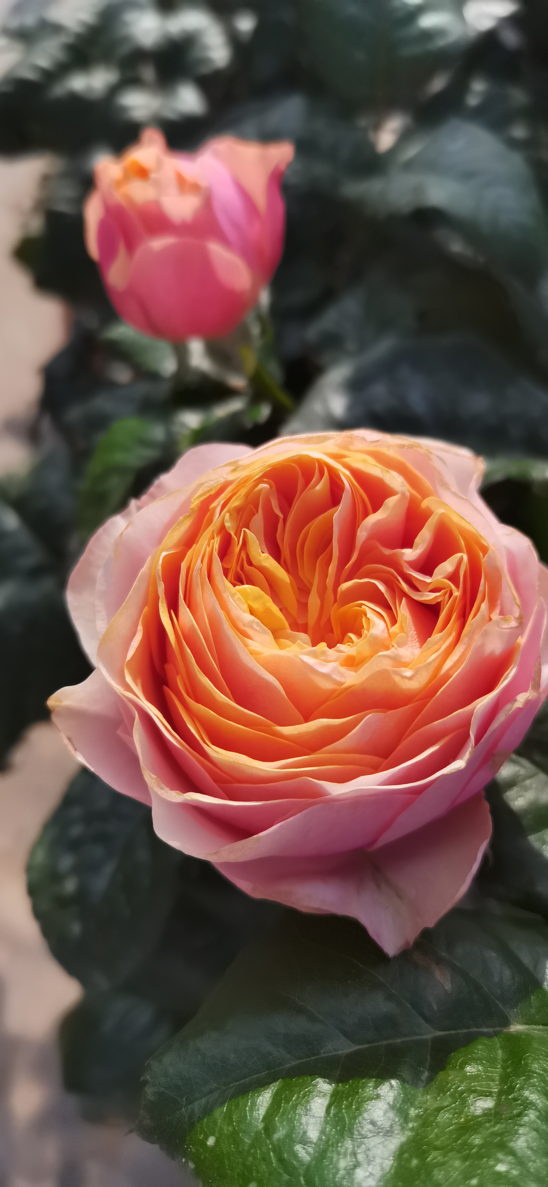 月季#温柔珊瑚心    复色花瓣层次多,直立性一流,花淋雨了,盆太重就